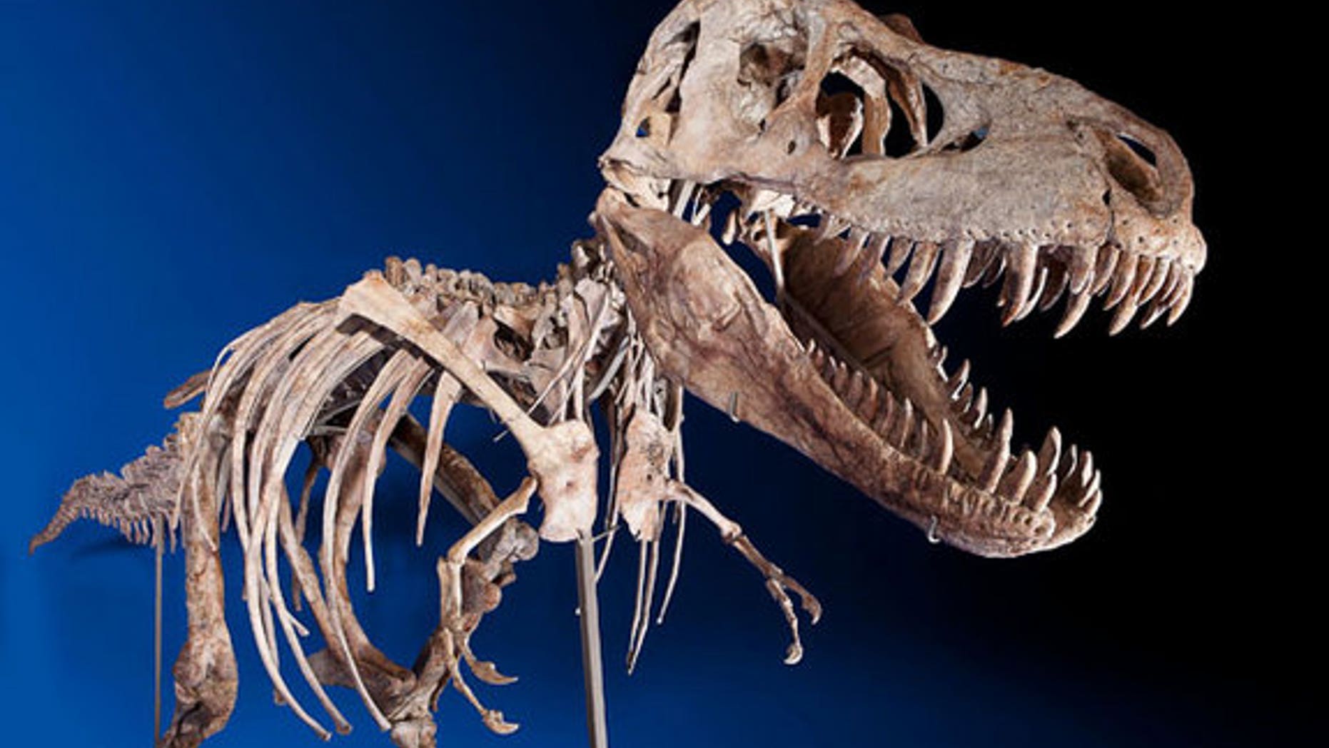 This nearly complete Tyrannosaurus bataar is set to go on auction.