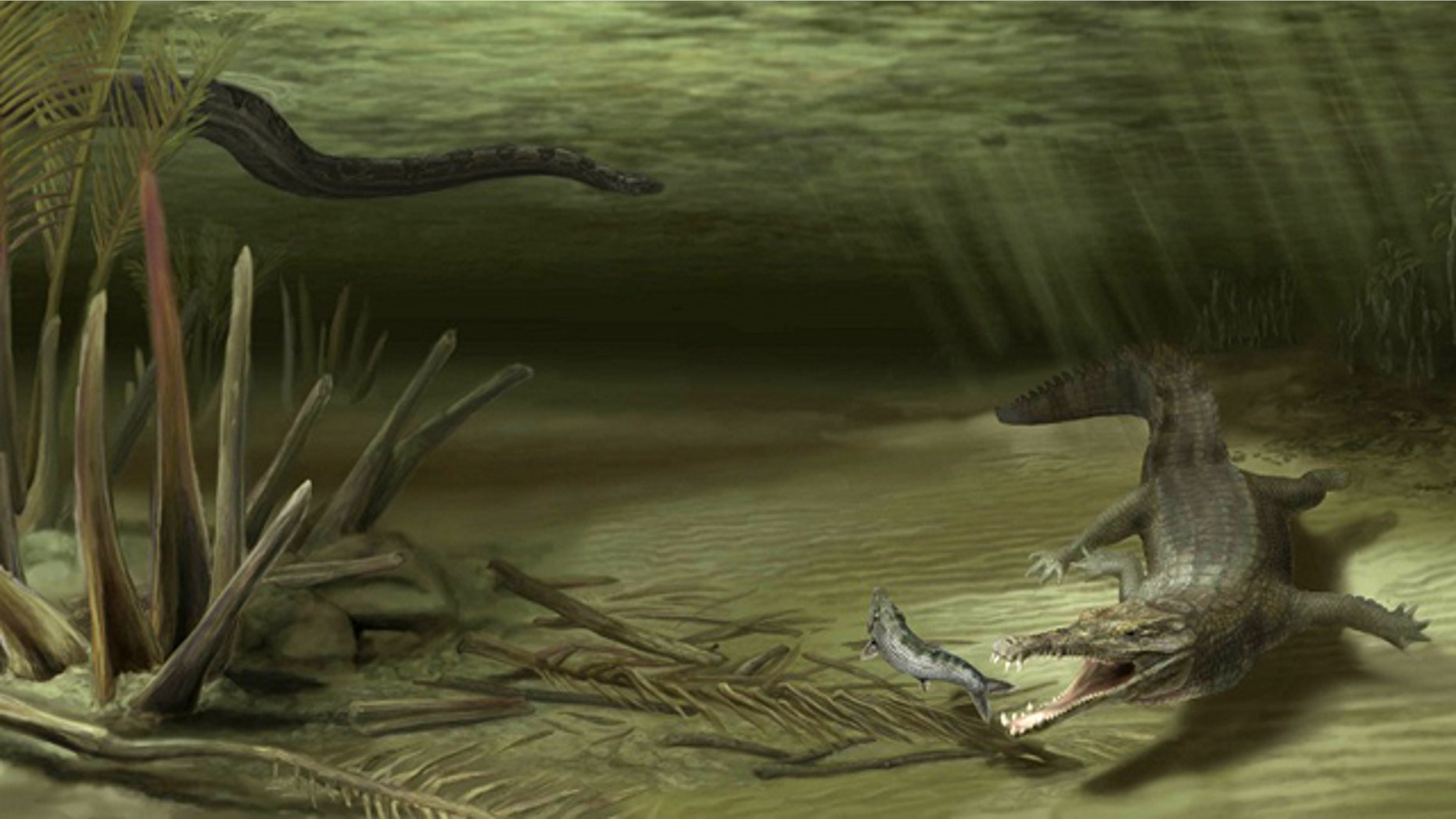 This illustration shows how Acherontisuchus guajiraensis, a 60-million-year-old ancestor of crocodiles, would have looked in its natural setting. Titanoboa, the worlds largest snake, is pictured in the background.