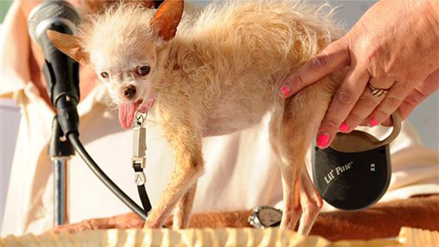 June 24, 2011: A judge evaluates Yoda during the 2011 "World's Ugliest Dog" Contest in Petaluma, Calif. The 14-year-old Chinese Crested and Chihuahua mix took top honors winning $1000 and a plethora of pet perks at the Sonoma-Marin Fair. The 1.8-pound female Chinese crested-Chihuahua mix owned by Terry Schumacher of Hanford, died in her sleep Saturday, March 10, 2012. She was 15.