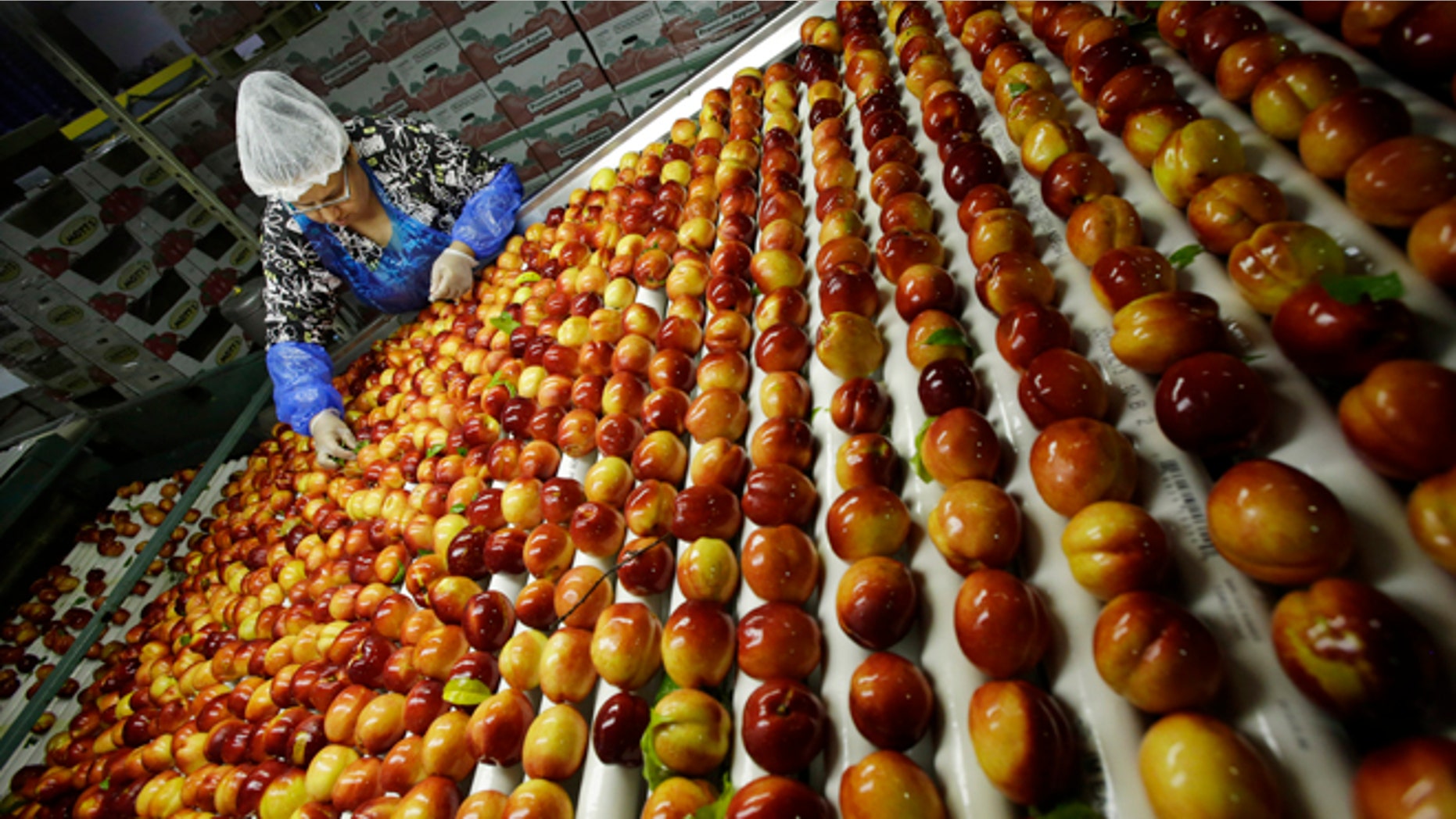 FILE - In this Tuesday, Aug. 27, 2013 file photo, a worker removes leaves as nectarines get sorted for packaging at Eastern ProPak Farmers Cooperative in Glassboro, N.J. The U.N. food agency said Wednesday, Sept. 11, 2013, that one-third of all food produced in the world gets wasted, amounting to a loss of $750 billion a year. (AP Photo/Mel Evans, File)