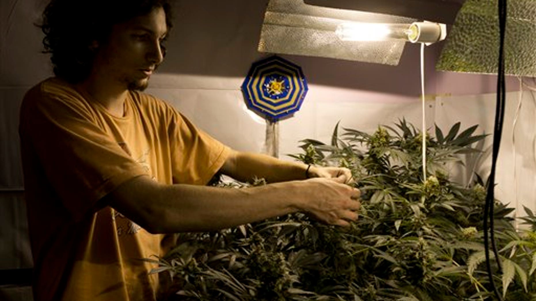 Juan Palese, a marijuana grower, shows his crop outside of Montevideo, Uruguay, Wednesday, Dic. 18, 2013. Julissa Reynoso U.S. Ambassador to Uruguay said during an exchange of opinions with Uruguayan Senator Luis Gallo, that the U.S. government is worried that the legalization of marijuana for recreational use will create an opening for organized crime to infiltrate the Uruguayan legal market. Meanwhile the Defense Minister of Uruguay Eleuterio Fernández Huidobro said that the new legal framework was necessary to end The War on Drugs lead by the Unites States. (AP Photo/Matilde Campodonico).