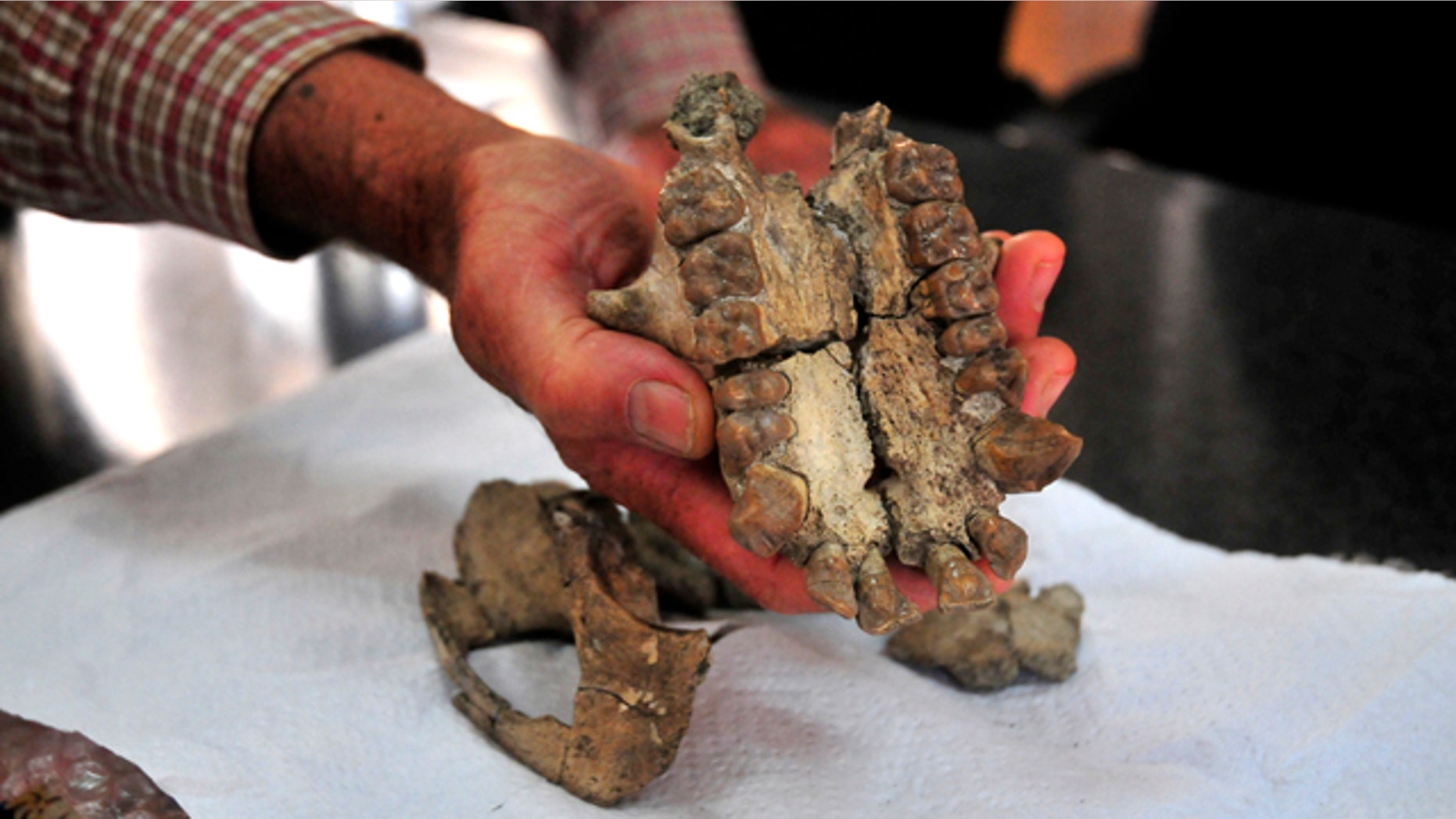 Aug. 2, 2011: Ugandan and French scientists discovered the fossil of a skull of a tree-climbing ape from about 20 million years ago in Uganda's Karamoja region, the team said on Tuesday. The scientists found the remains on July 18 while looking for fossils in the remnants of an extinct volcano in Karamoja, a semi-arid region in Uganda's northeastern corner.