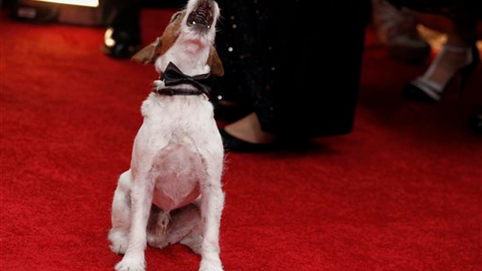 Uggie, the dog, from the film "The Artist" arrives at the 69th Annual Golden Globe Awards Sunday, Jan. 15, 2012, in Los Angeles. (AP Photo/Matt Sayles)