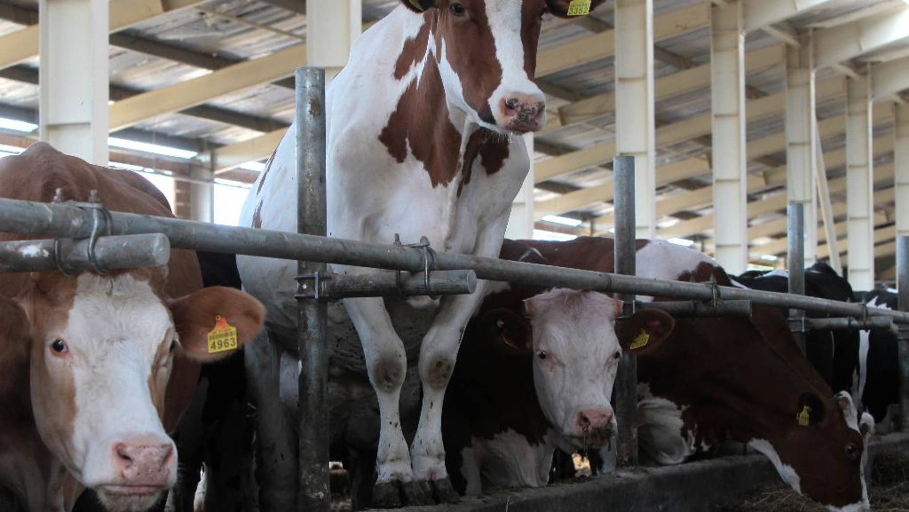 A cow shed at the Milkiland N.V. in the village of Krasnoselskoe, Chernihiv region some 180 kilometers north of Kiev, Ukraine, Wednesday, June 25, 2014. Milk and cheese producer Milkiland is looking to increase sales in the European Union under a trade agreement between the EU and Ukraine to be signed Friday in Brussels. (AP Photo/Sergei Chuzavkov)