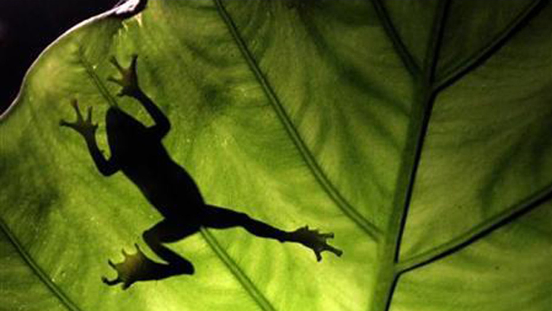A Taipei tree frog climbs a leaf in Tucheng, Taipei County, July 21, 2010.