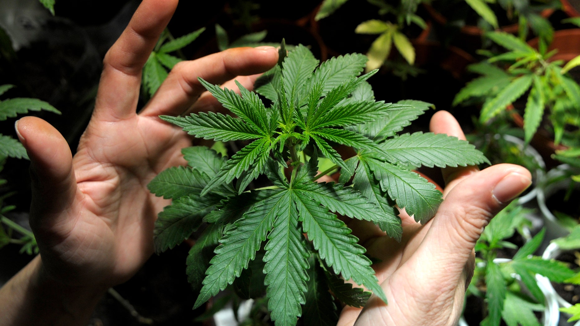 FILE - In this Nov. 14, 2012 file photo, a marijuana grower shows plants he is cultivating with some friends in Montevideo, Uruguay. The Uruguayan Congress is debating President Jose Mujica's proposal to fight organized crime by legalizing the production and sale of marijuana. A vote is expected late Wednesday, July 31, 2013 on the proposal to license growers, sellers and consumers, with a confidential registry to keep people from buying more than 40 grams a month. Anyone carrying, growing or selling pot without a license would face stiff penalties including long prison terms. (AP Photo/Matilde Campodonico, File)