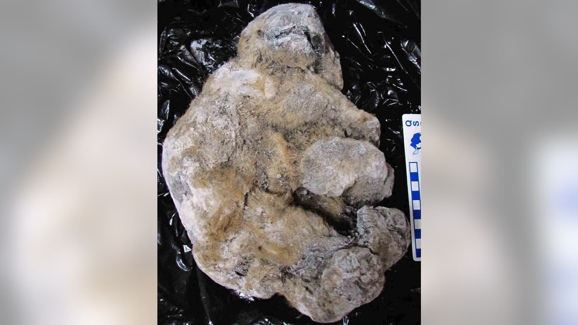 The ancient cave lion cub named Uyan is so well preserved that researchers could tell that its mother fed it milk a few hours before it died.
