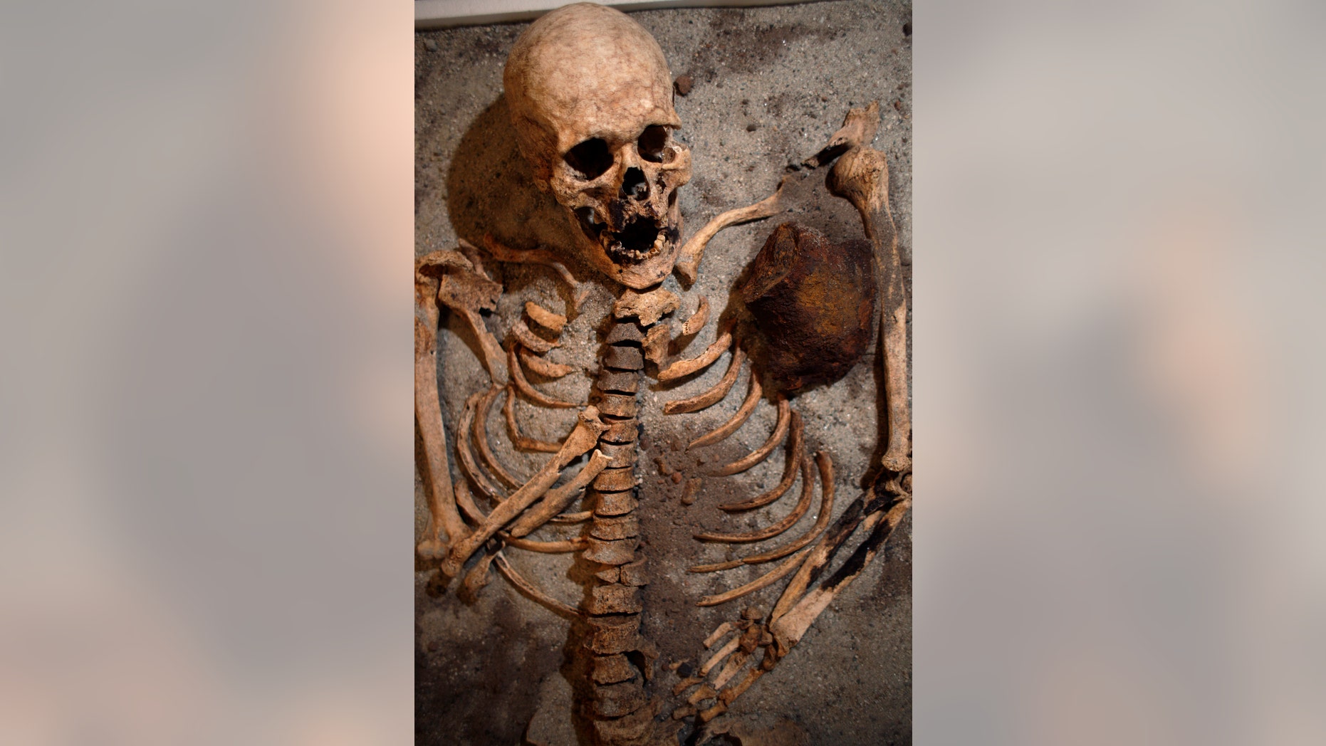 A skeleton pierced with a piece of iron is seen on display during a media event at the National History Museum in Sofia June 14, 2012. This is one of two 700-year-old skeletons discovered with iron rods pierced through their chests. Archaeologists, excavating a monastery near the Black Sea city of Sozopol, discovered the skeletons.