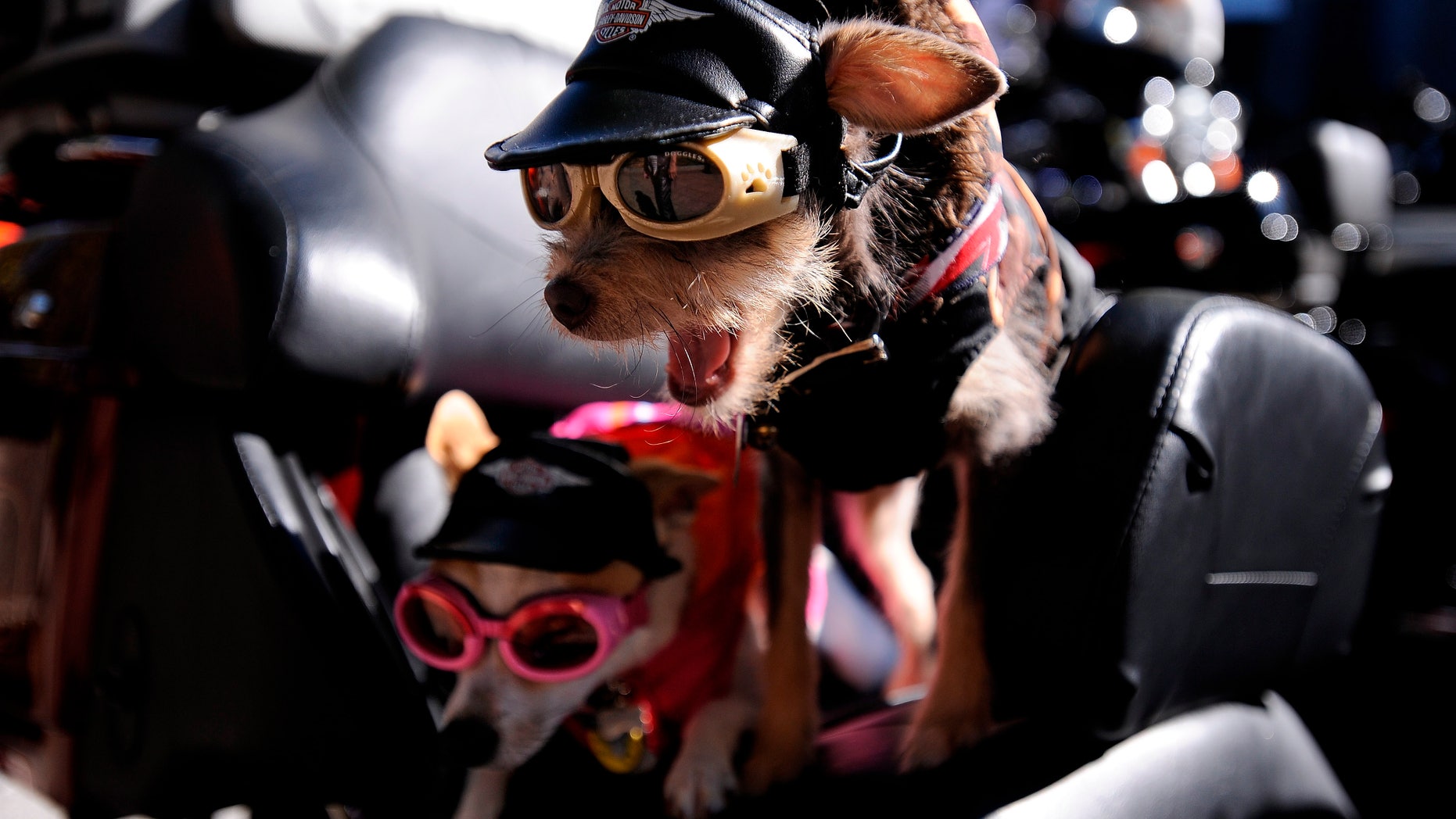 Nov. 10. 2012: Chihuahas Duke, right, and Daisy, prepare to ride aboard their owner's Harley-Davidson motorcycle to start the annual Veterans Day Parade through downtown Atlanta.