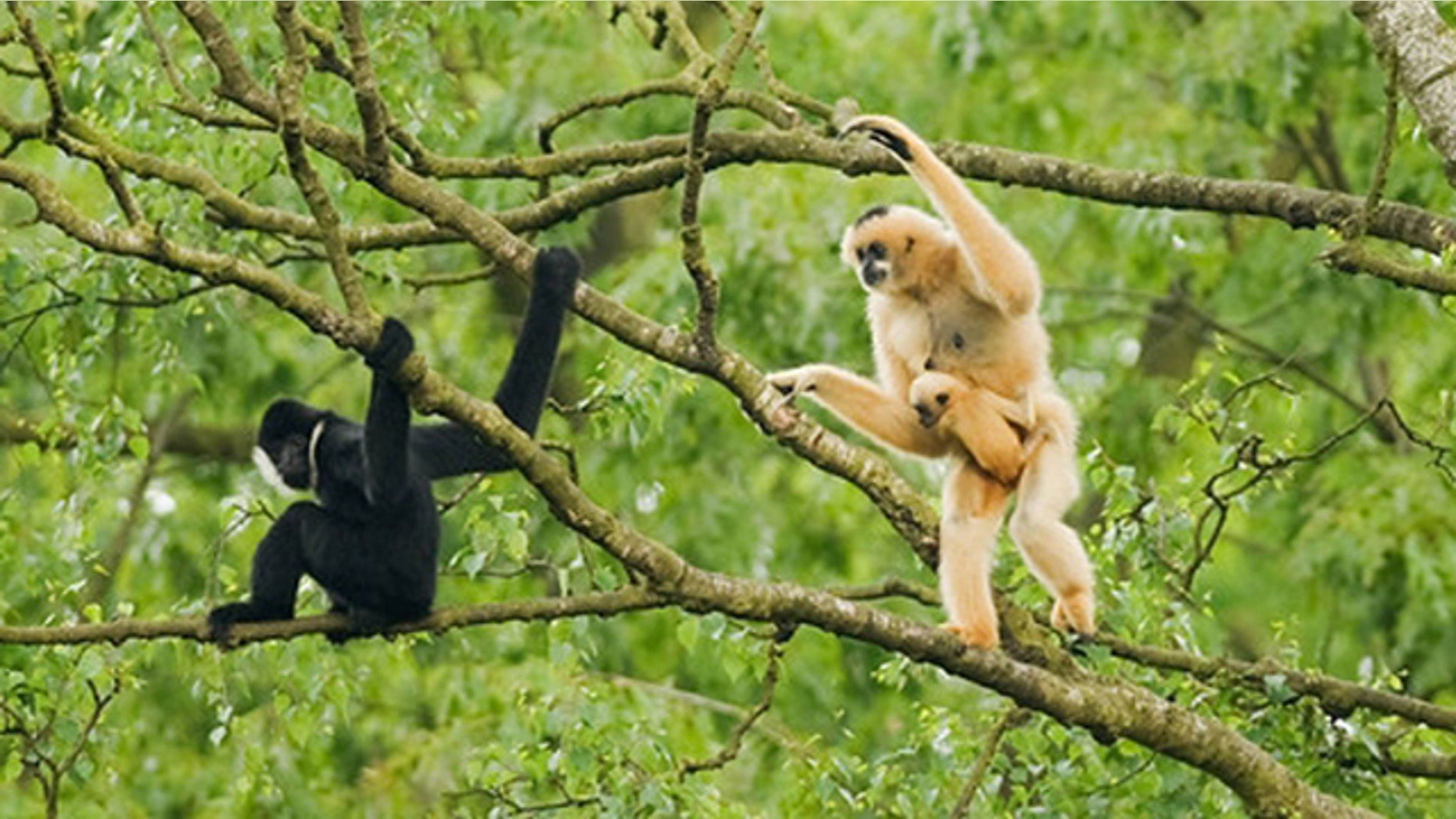 In this July 2011 photo released by Conservation International, an adult female northern white-cheeked crested gibbon, right, carries its baby as an adult male sits nearby at Pu Mat National Park, Nghe An province in Vietnam. About 455 northern white-cheeked crested gibbons were discovered in the National Park during a survey by the wildlife group Conservation International. The group is the largest known remaining population of the critically endangered primate.