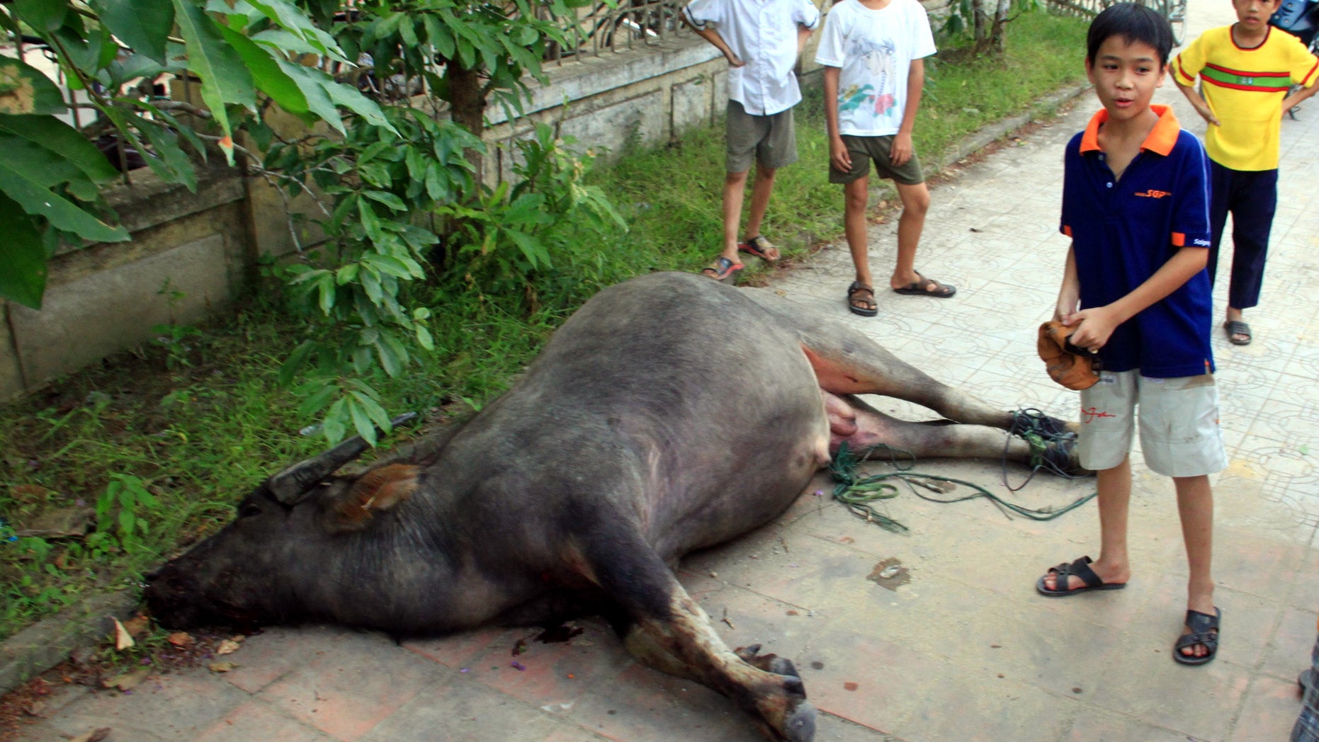 May 10: A water buffalo lies dead outside a kindergarten in central Hue City, Vietnam. The buffalo injured 10 people while on a wild tear through crowded streets, across a river and inside a house before being gunned down at a kindergarten.