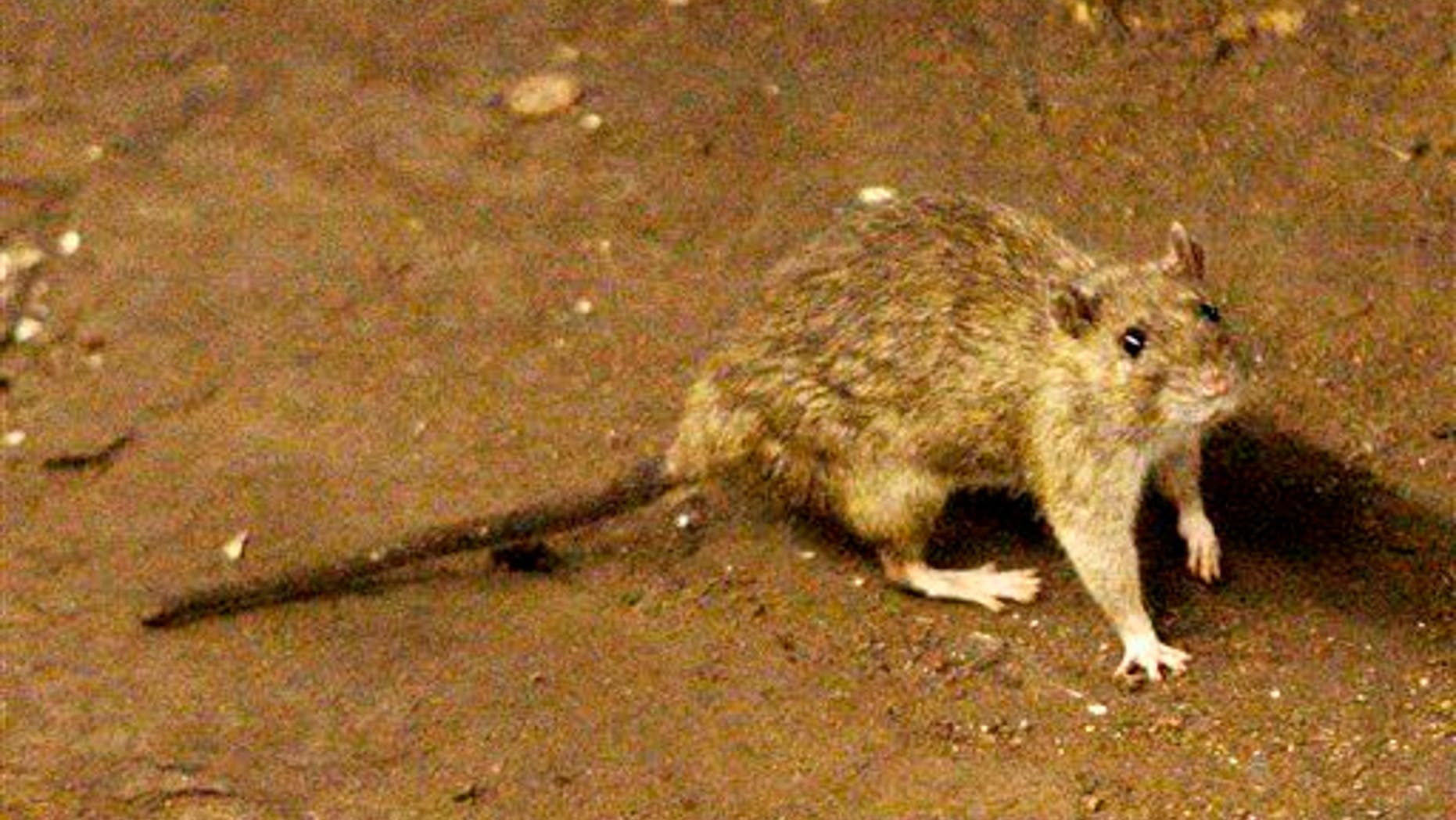 In this June 15, 2010 file photo, a rat moves along the ground near the subway tracks at Union Square in New York.