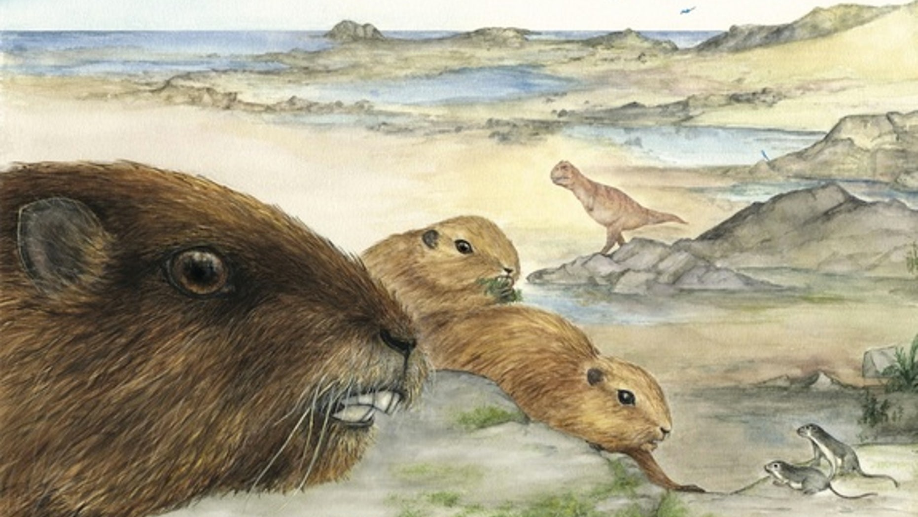 An artist's interpretation of the mammal Vintana sertichi, which lived during the time of the dinosaurs about 66 to 72 million years ago on the supercontinent Gondwana.