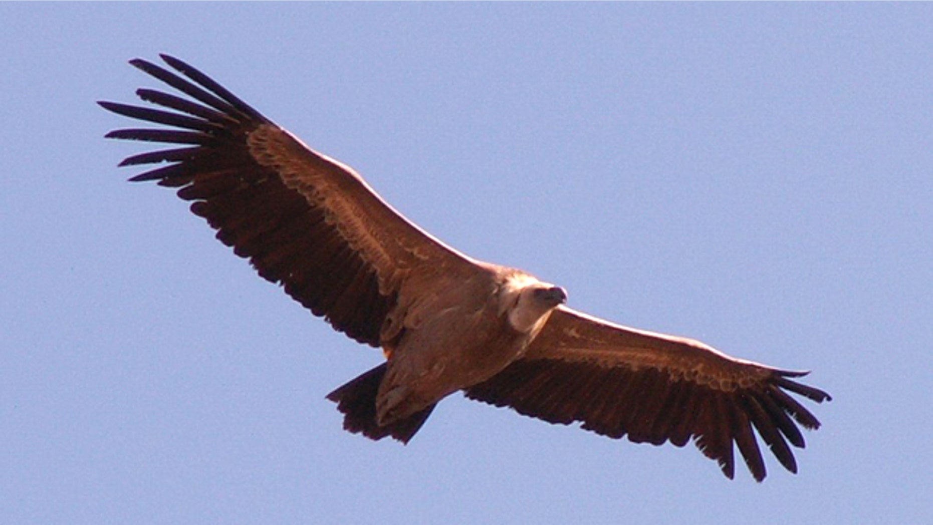 A Griffon Vulture soars through the skies.
