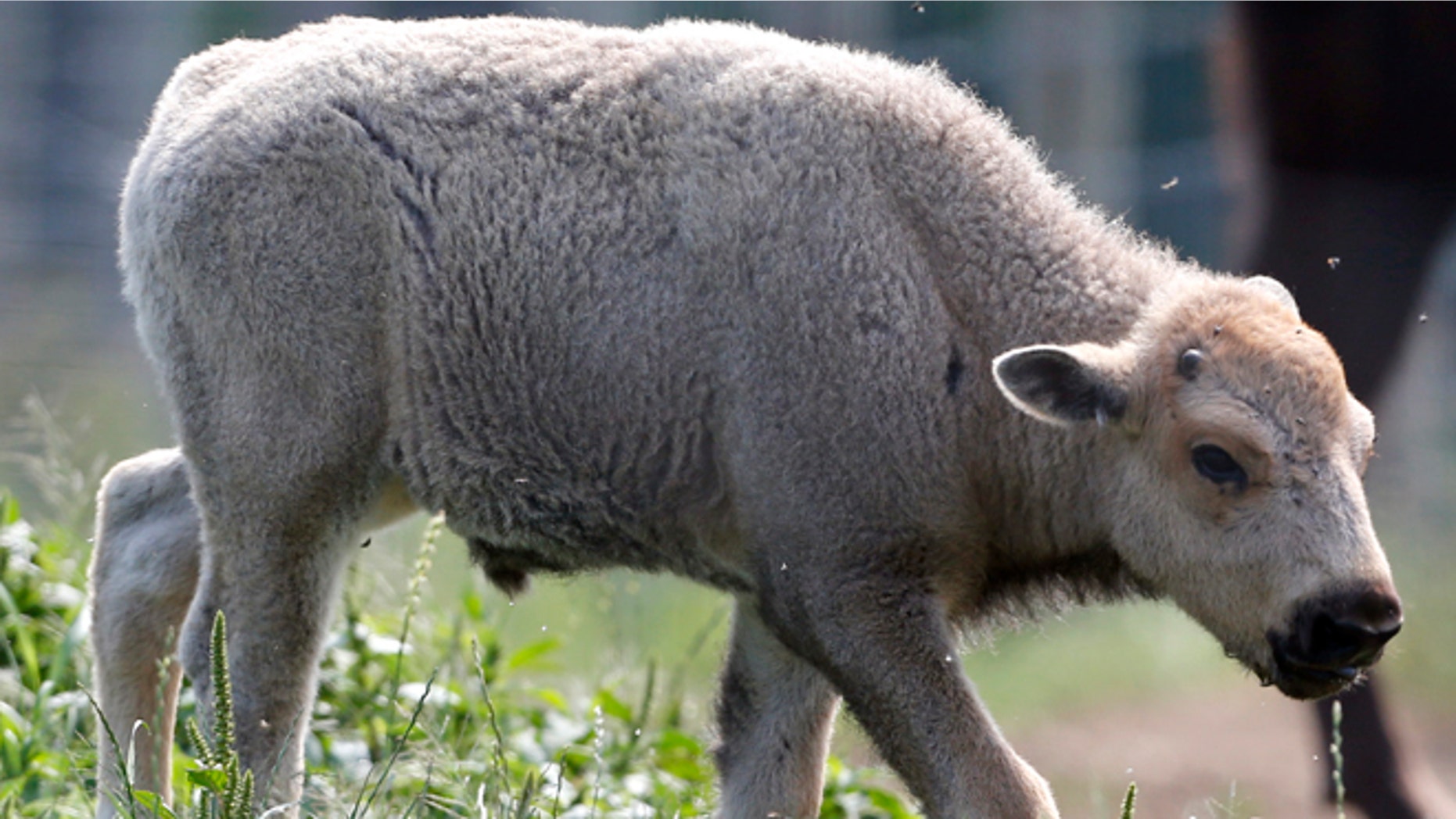 July 18, 2012: In this file photo, a white bison calf walks in a field at the Mohawk Bison farm in Goshen, Conn.