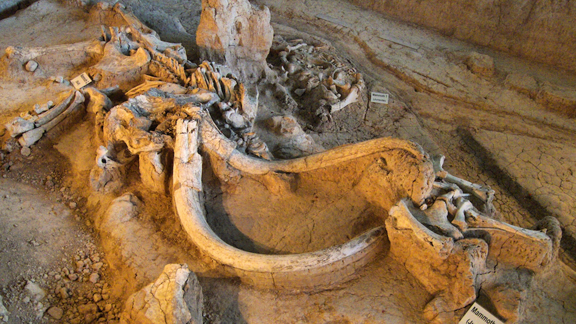 The remains of a Columbian mammoth at the Waco Mammoth National Monument in Texas.