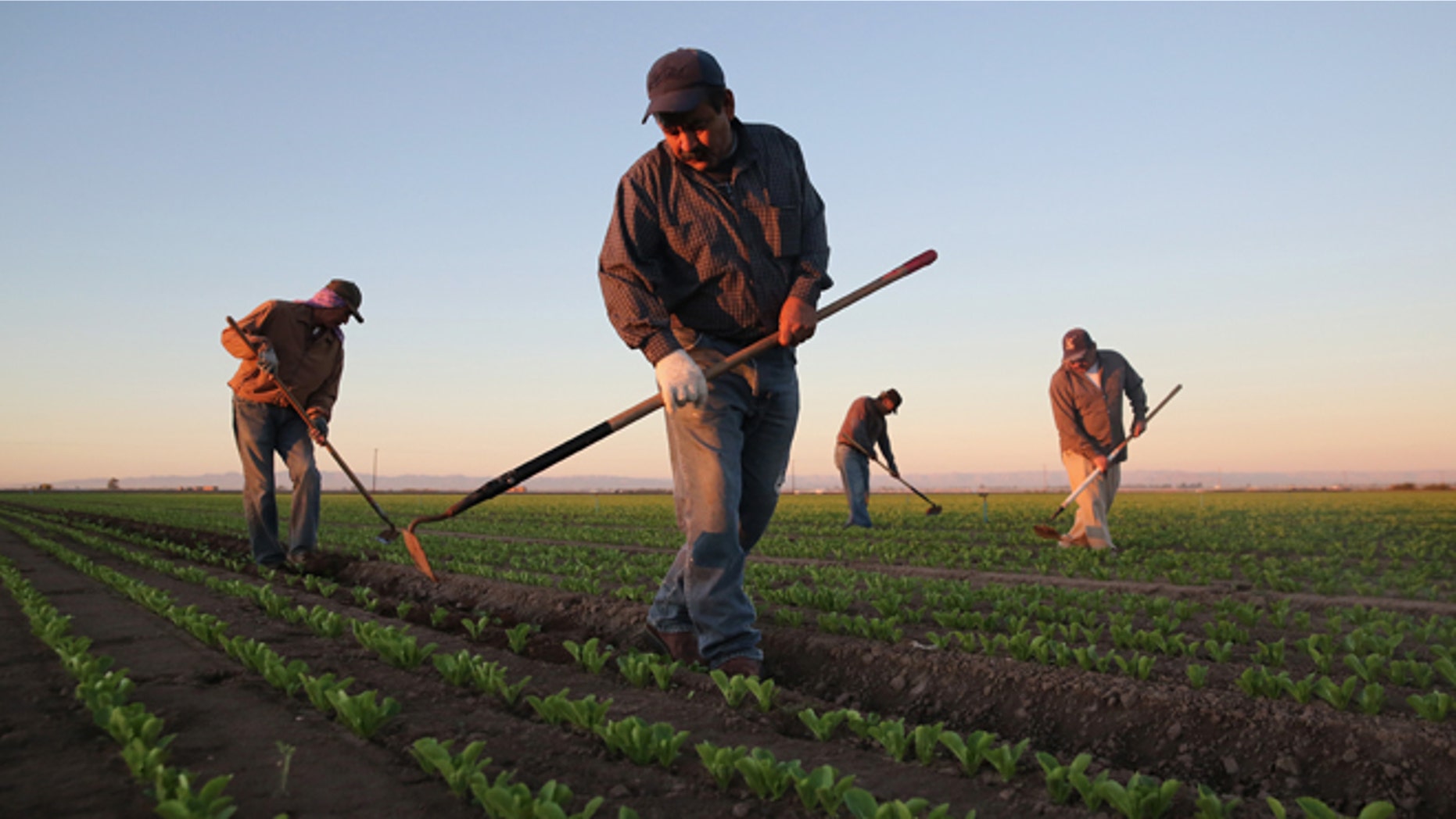 HOLTVILLE, CA - OCTOBER 08: Mexican agricultural workers cultivate romaine lettuce on a farm on October 8, 2013 in Holtville, California. Thousands of Mexican workers cross the border legally each night from Mexicali, Mexico into Calexico, CA, where they pick up work as agricultural day laborers in California's fertile Imperial Valley. Although the Imperial Valley, irrigated from water diverted from the Colorado River, is one of the most productive agricultural areas in the United States, it has one of the highest unemployment rates in California, at more than 25 percent. Mexican farm workers commute each day from Mexicali to work in the fields for about $9 an hour, which many local U.S. residents shun as too low pay. (Photo by John Moore/Getty Images)