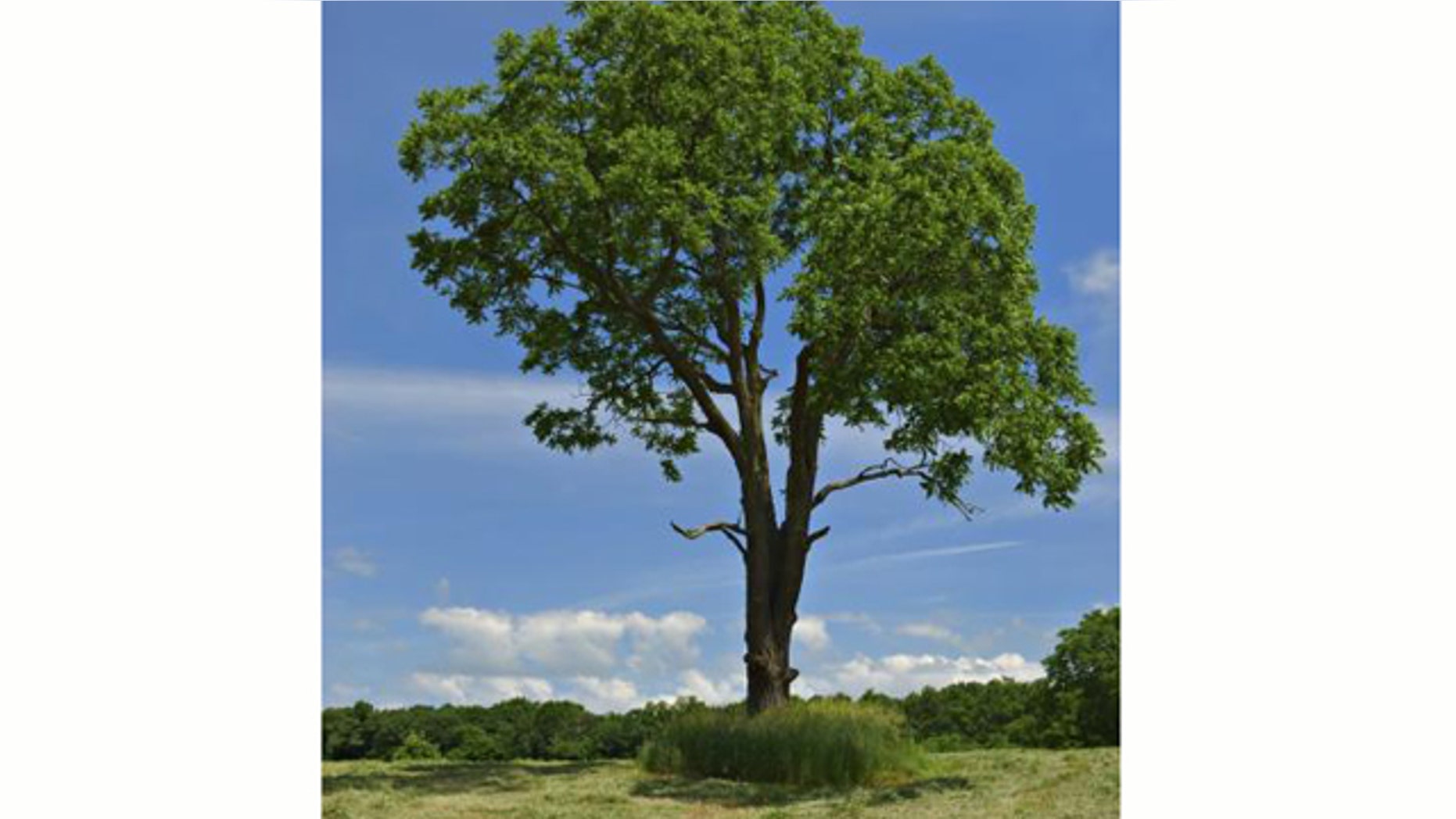 Leaves of the walnut tree contain progesterone, the female sex hormone, discovered for the first time in a plant.
