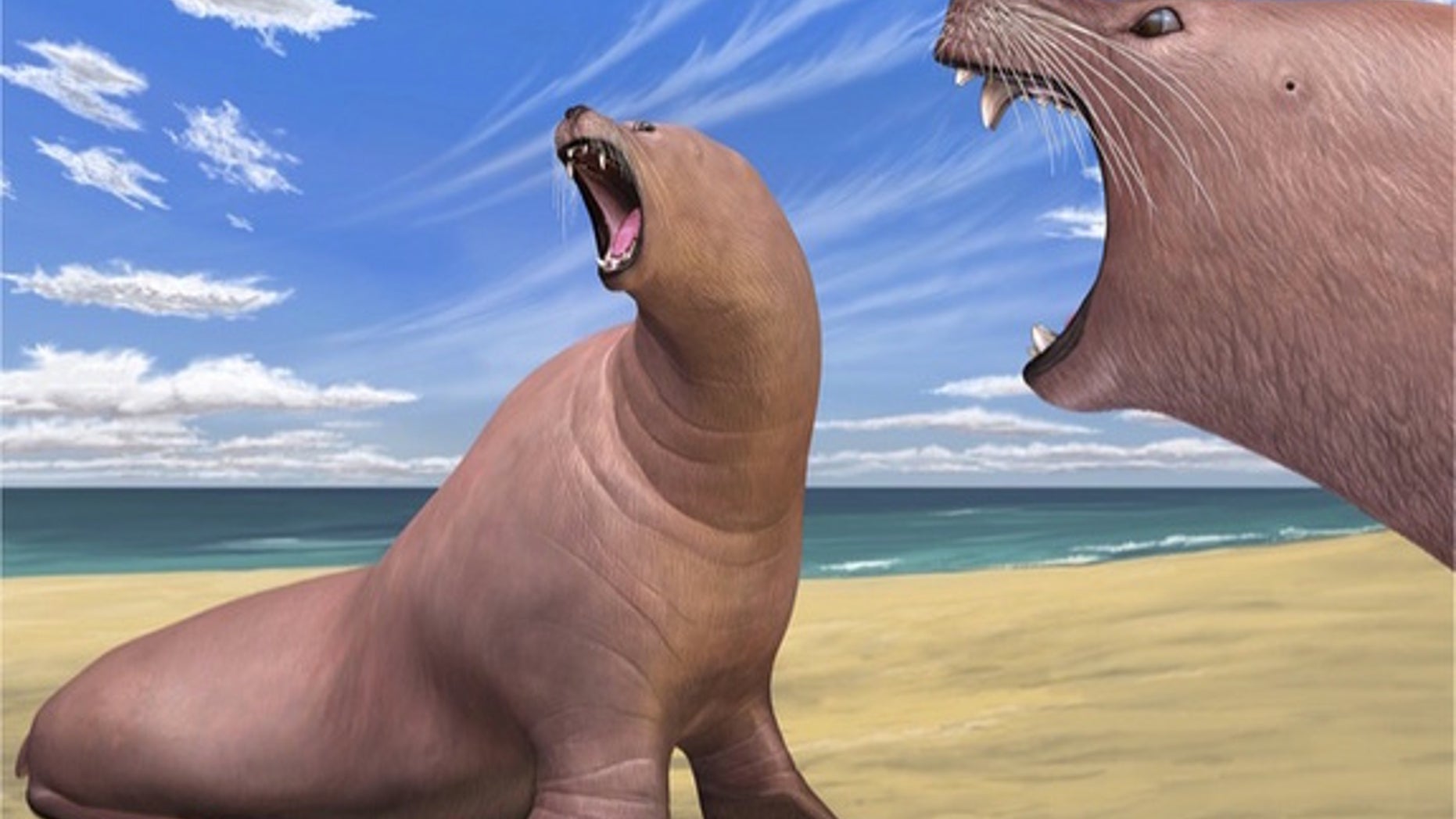 An artist's interpretation of the newfound ancient walrus species <i>Archaeodobenus akamatsui</i> found in Japan.