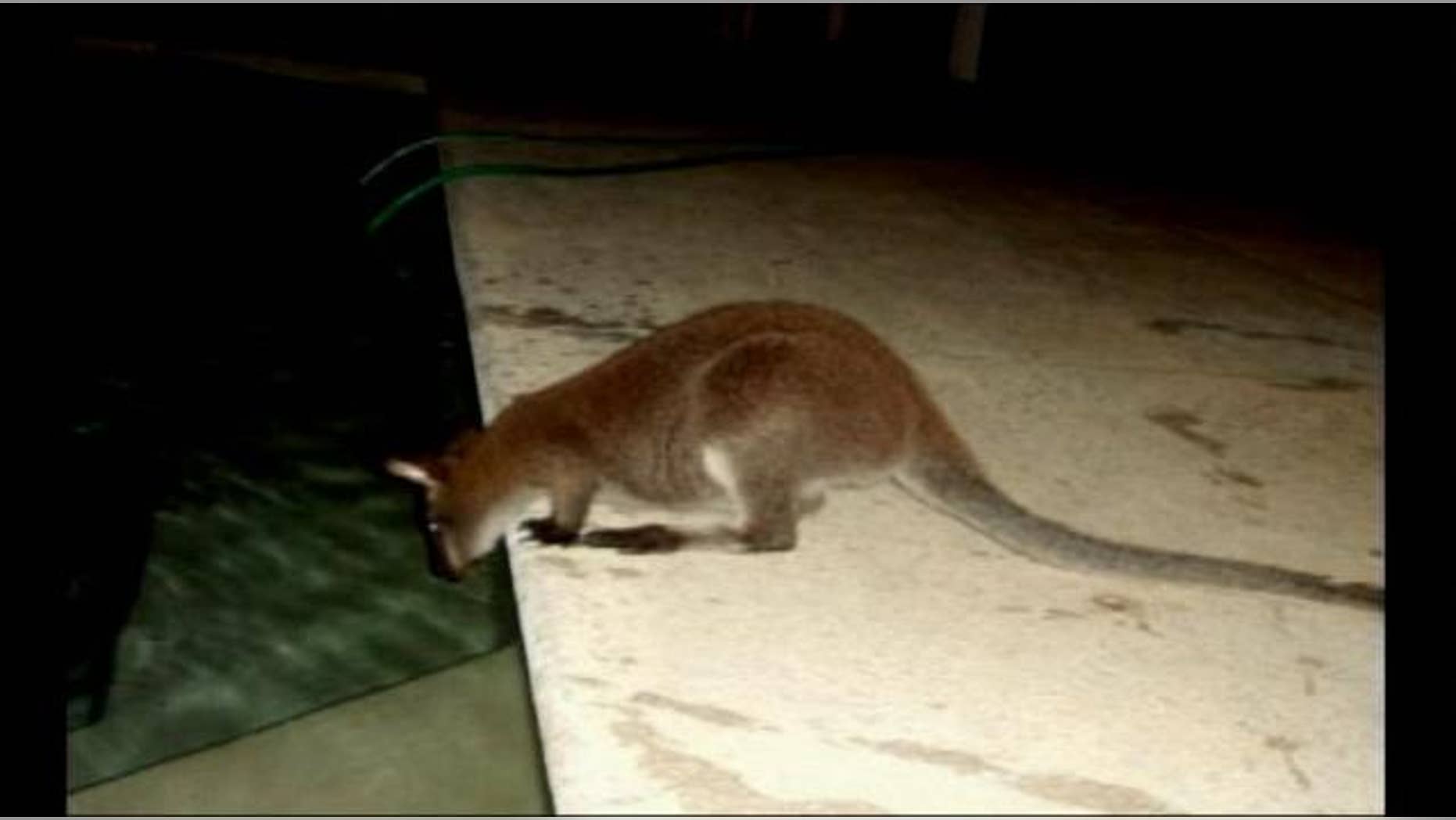 A freewheeling wallaby has been roaming through Windmere, reports ClickOrlando.com.