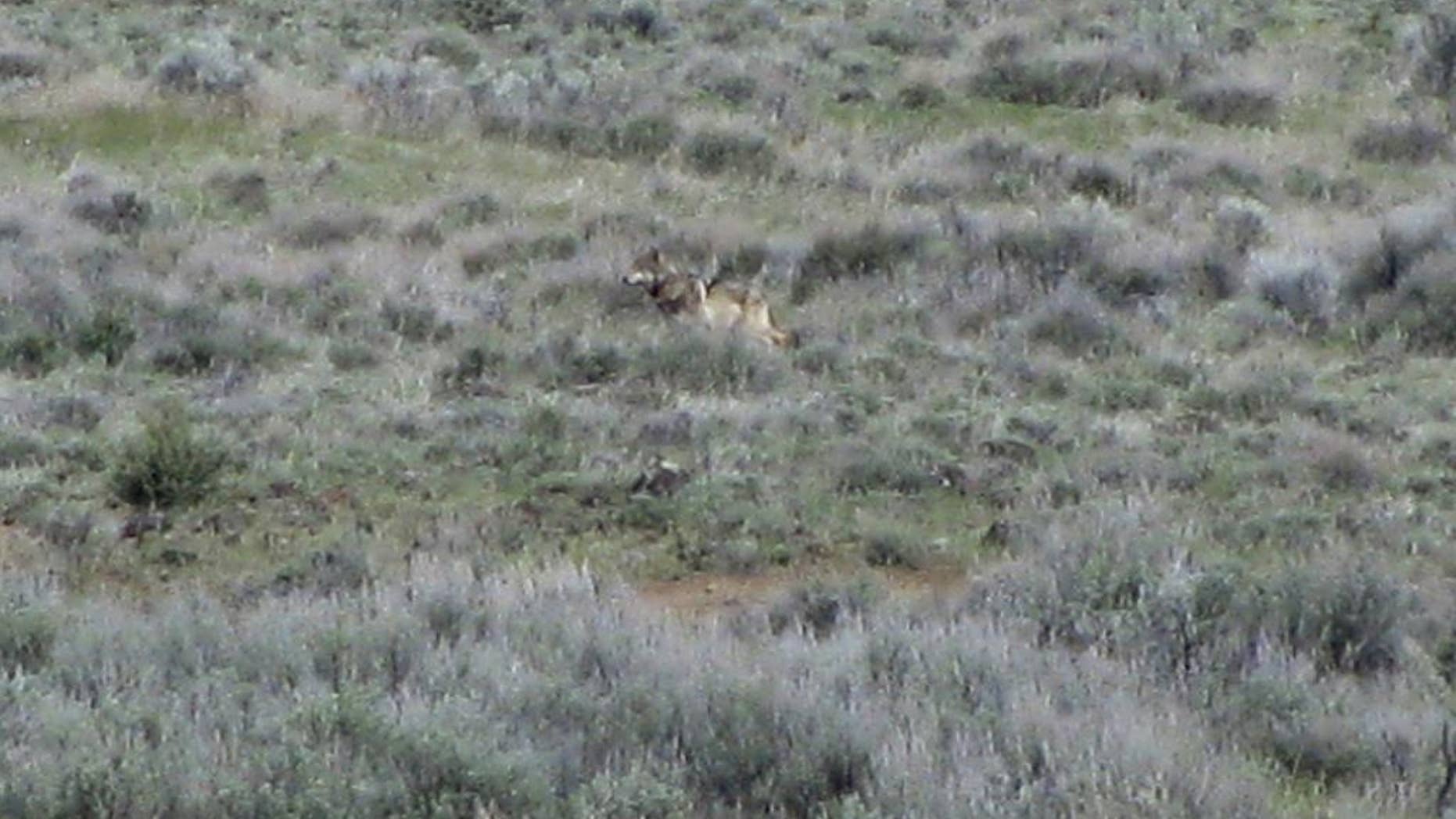 File - This May 8, 2012 file photo provided by the California Department of Fish and Game shows OR-7, the Oregon wolf that has trekked across two states looking for a mate, on a sagebrush hillside in Modoc County, Calif. An expedition is gearing up to hike and bike along the 1,200-mile trail of wandering wolf OR-7 as he trekked across Oregon into Northern California, crossing territory that hasn’t seen his kind in nearly a century as he looked for a mate. They hope the journey, as told in traditional storytelling, multimedia blogging, and a documentary film, will offer new insights into what the spread of wolves across the West means for the people who live here. (AP Photo/Richard Shinn/California Department of Fish and Game, File)