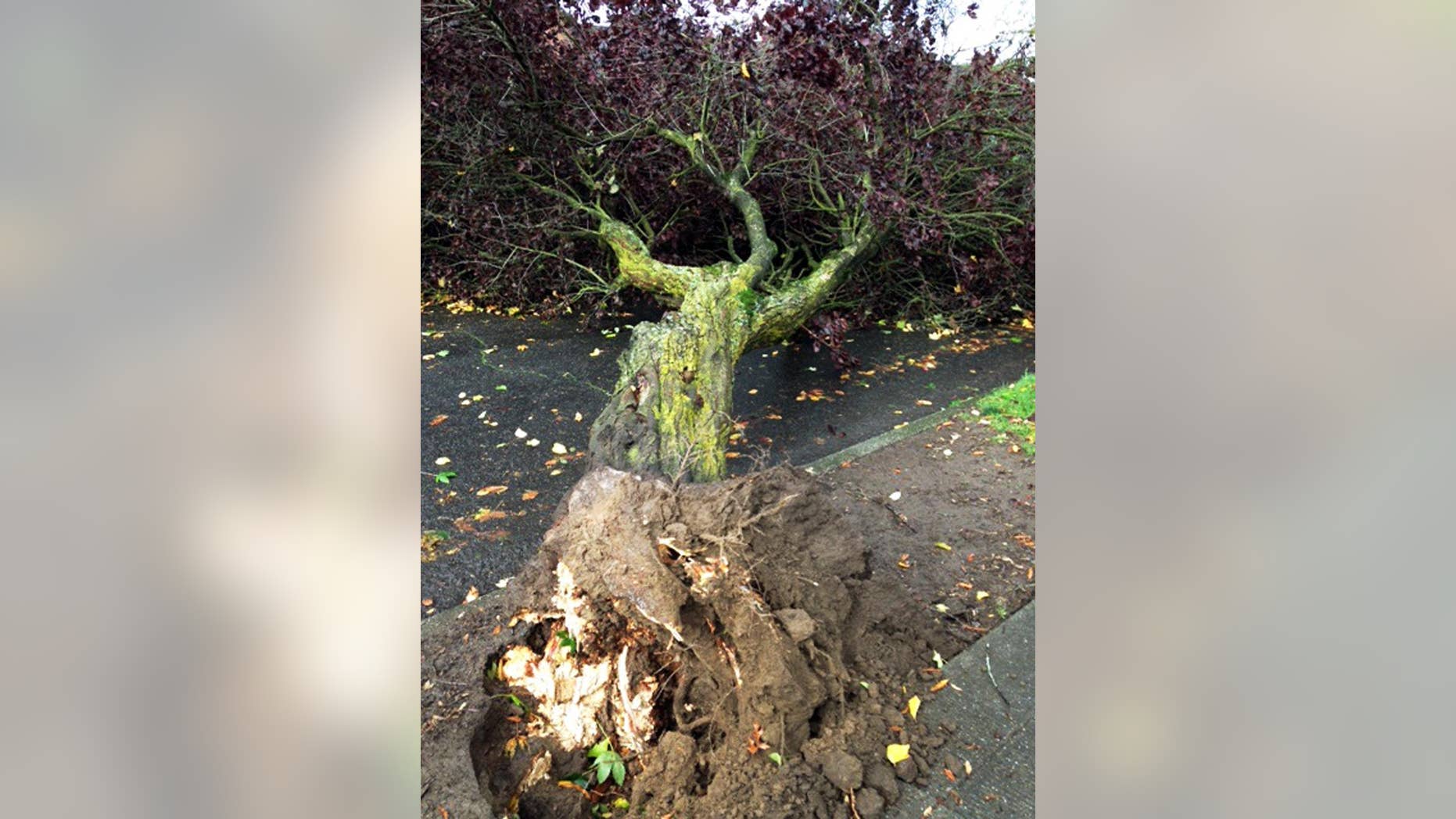In this photo provided by Eric Atcheson, a large tree lies where it was felled by a tornado that ripped down power lines and damaged property in the southwest Washington State city of Longview Thursday, Oct. 23, 2014. Police asked residents to avoid a section of the city. Video taken by a citizen appeared to shows roof tiles being blown off a building. "I could see the funnel cloud forming and where it touched down between the alleyway and onto the street right next to us," The Rev. Eric Atcheson said. (AP Photo/Eric Atcheson)