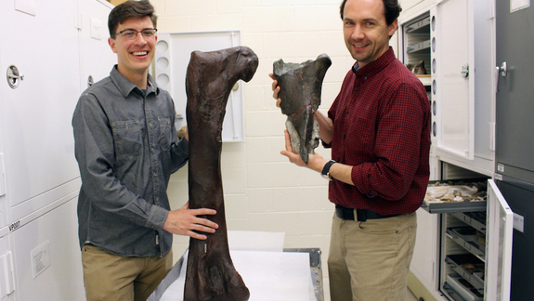 The study's two authors, Christian Sidor, Burke Museum curator of vertebrate paleontology, and Brandon Peecook, University of Washington graduate student, compare the recently found fossil (right) with a cast of a <i>Daspletosaurus</i> femur (l