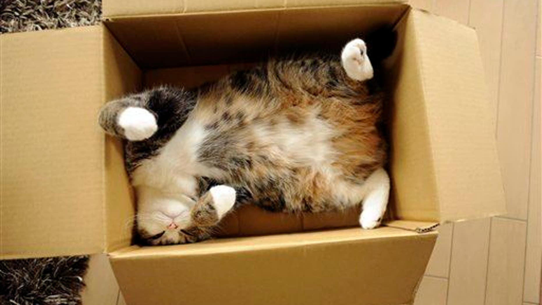 Celebrity cat Maru rests in a cardboard box in Japan.