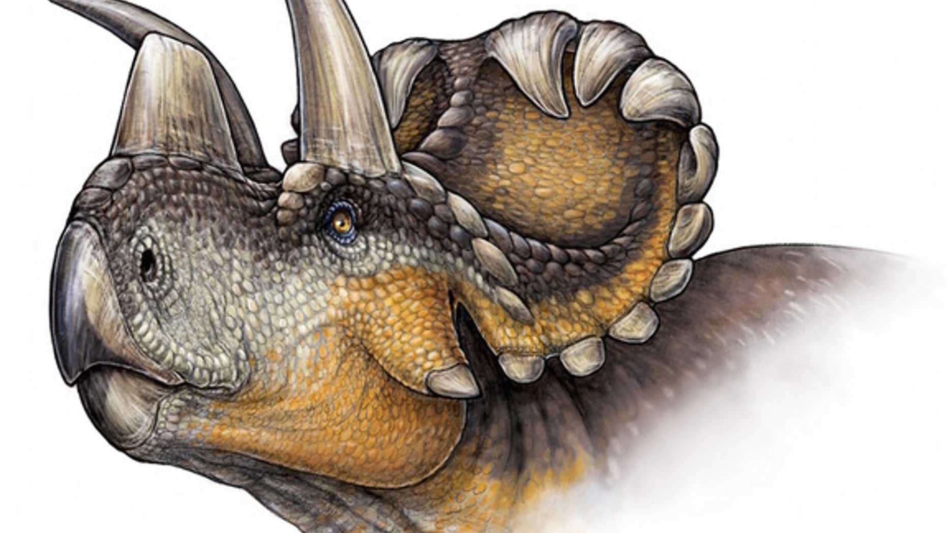 An artists' conception of <i>Wendiceratops</i>.
