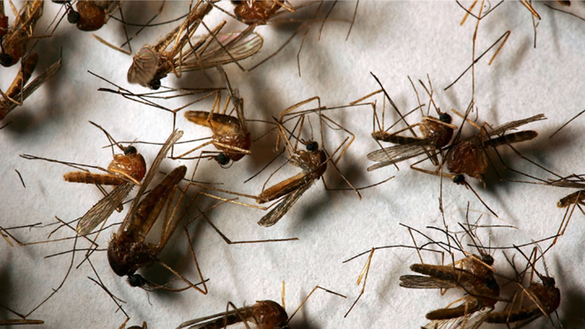 HEMET, CA - APRIL 26: A field sample of mosquitoes that could carry West Nile Virus is seen at offices of the Riverside County Department of Environmental Health on April 26, 2007 in Hemet, California. California health officials announced this week that West Nile Virus season is starting earlier than usual because of an unusually warm March. Mosquitoes that carry the virus have begun breeding earlier than usual and the West Nile Virus has been detected in mosquito pools, birds, or horses in eight California counties. Although the virus has not been detected in humans so far this year, 24 people have died and 1,200 sickened by the virus over the past two years in California. West Nile can be transmitted from infected birds, squirrels, and other animals to humans and animals such as horses through several varieties of female mosquitoes. The disease first appeared in the United States in 1999 in New York and killed hundreds of people during its westward expansion before gaining a firm foothold in California in 2004. In reaction to the early start of West Nile Virus season, the California State Legislature this week declared April 23-29 "West Nile Virus and Mosquito and Vector Control Awareness Week". The effected counties include Imperial, Los Angeles, Orange, Riverside, Santa Clara, San Diego, Sonoma and Stanislaus. (Photo by David McNew/Getty Images)