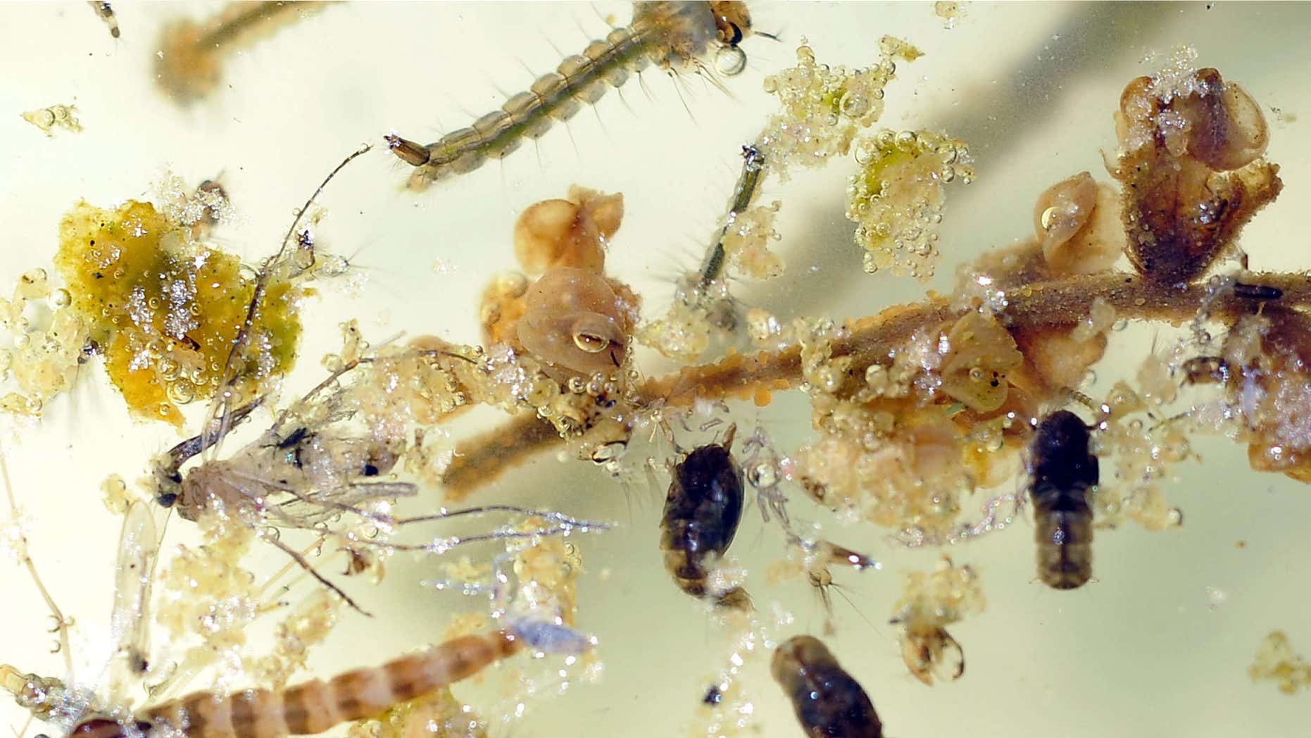 June 12, 2012: File photo shows Mosquitos in early stages of life: wriggling larvae (top), dark-colored, pupae (cocoon), at center and lower right, cluster around vegetation, and a dead mosquito, left, in swimming pool water of a foreclosed home in central Fresno, Calif.