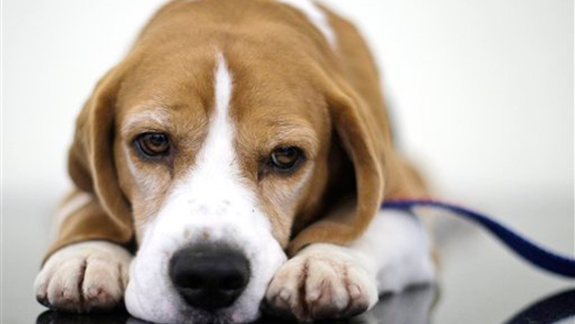 Uno the beagle, winner of Best in Show at the 132nd Westminster Kennel Club Dog Show looks on before a fundraiser for Angel on a Leash, a therapy dog organization, Saturday, Feb. 13, 2010 in New York. Competition in the 134th Westminster Kennel Club Dog Show will take place Feb. 15 and 16 at Madison Square Garden.
