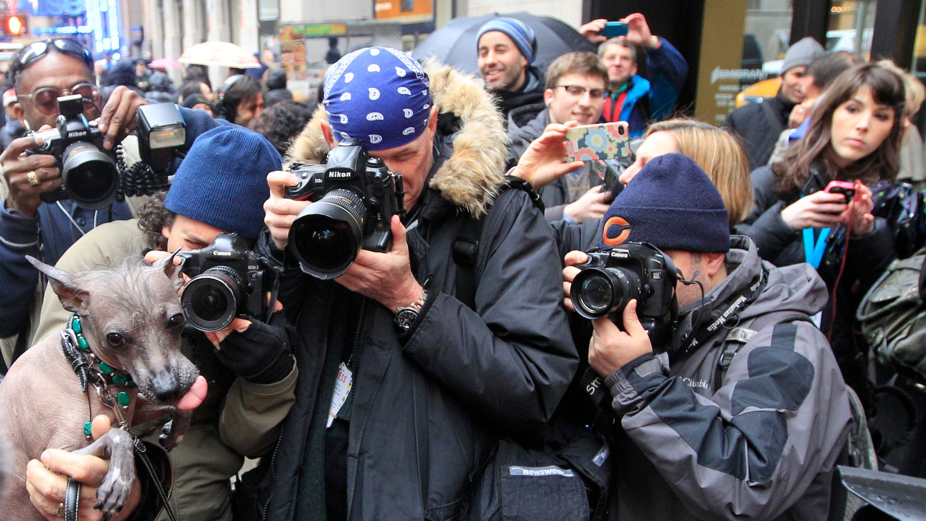 Photographers surround Alma Dulce, a 2-year old Xoloitzcuintli ahead of a news conference, on Jan. 26, 2012 in New York.