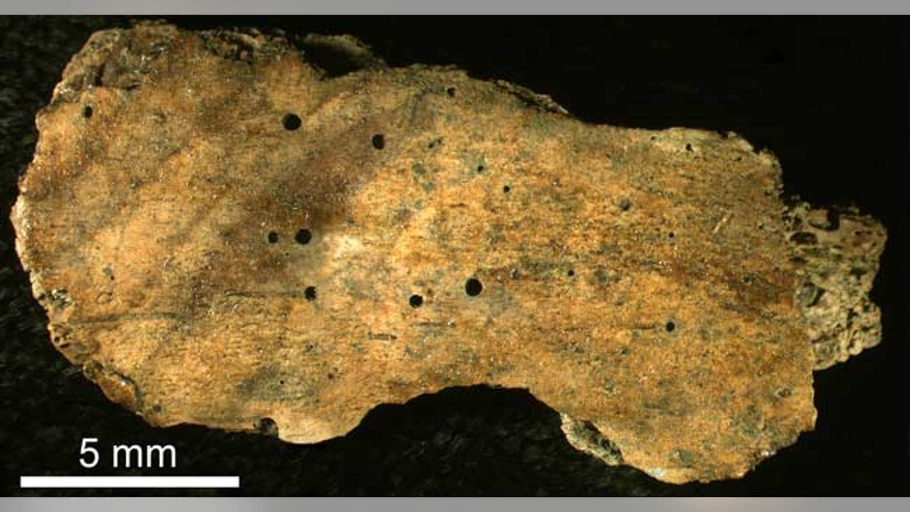 This 30-million-year-old rib fragment of a whale shows the circular boreholes made by a boneworm of the genus Osedax.