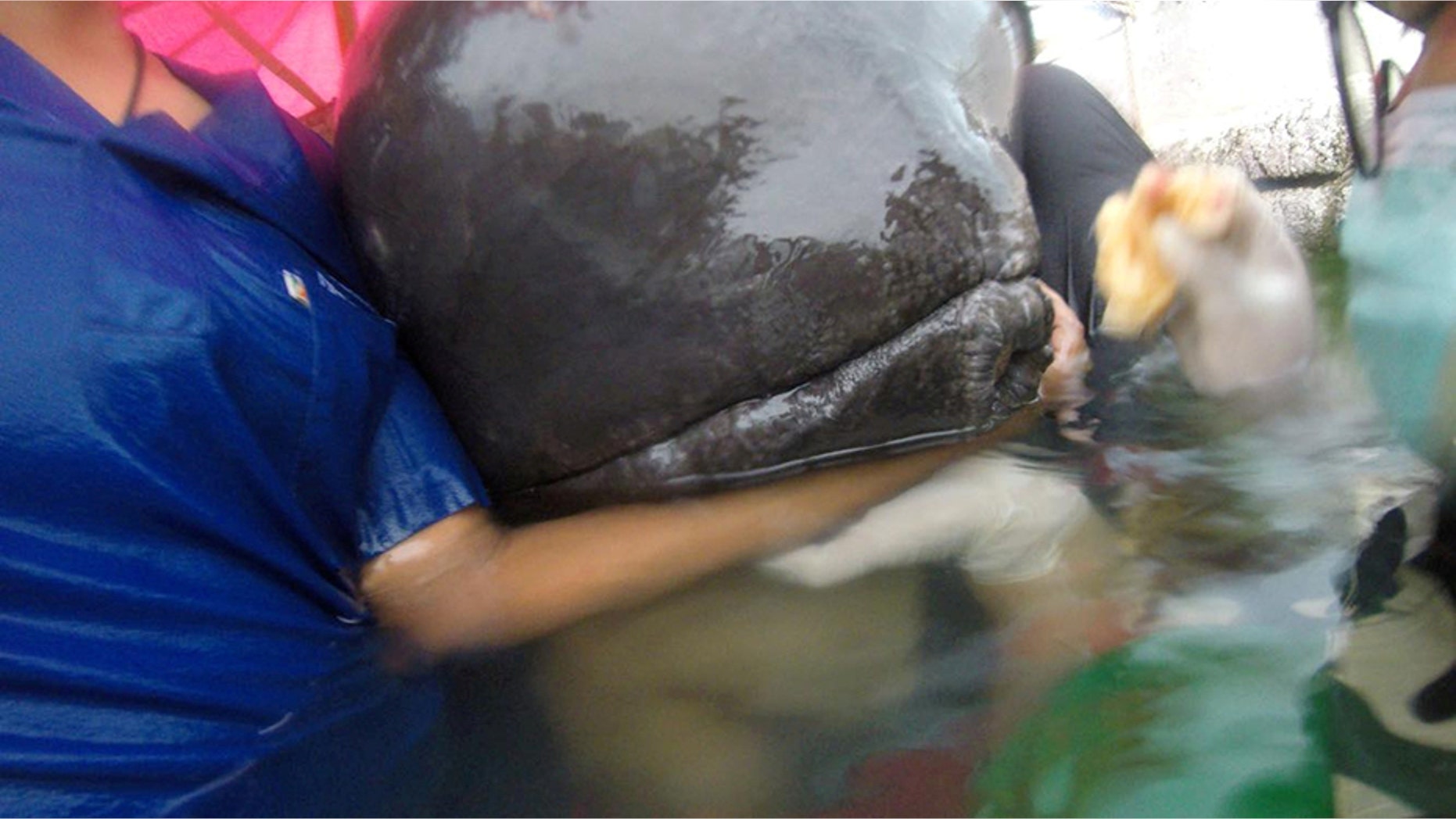 A whale found to have swallowed up to 80 plastic bags is seen in Songkhla, Thailand, in this still image from a June 1, 2018 video footage by Thailand's Department of Marine and Coastal Resources.
