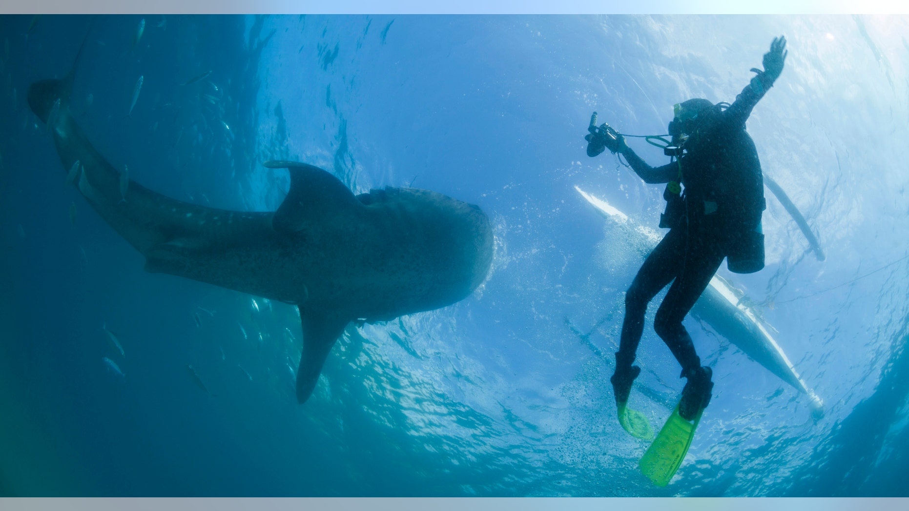 A scuba diver swims next to a whale shark as it is fed from a feeder boat off the beach of Tan-awan, Oslob, in the southern Philippines island of Cebu March 1, 2013.