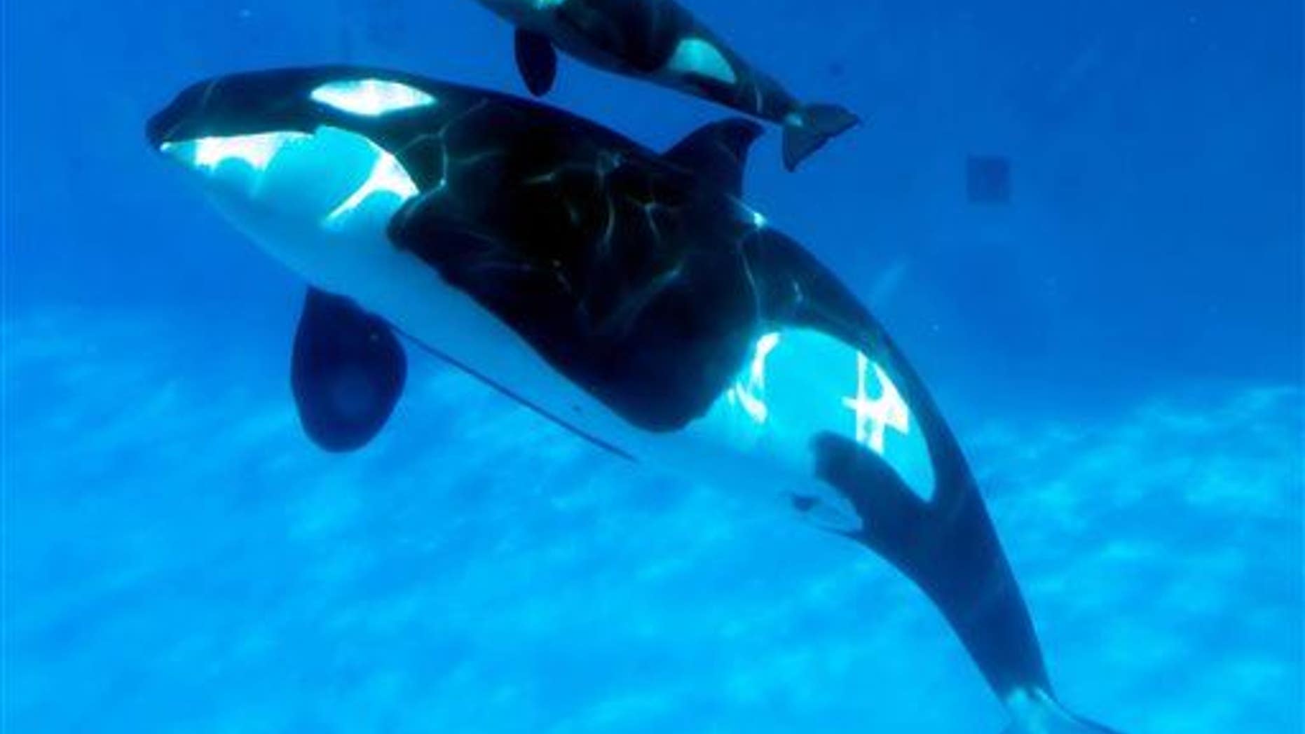 A mother killer whale and her calf are shown.