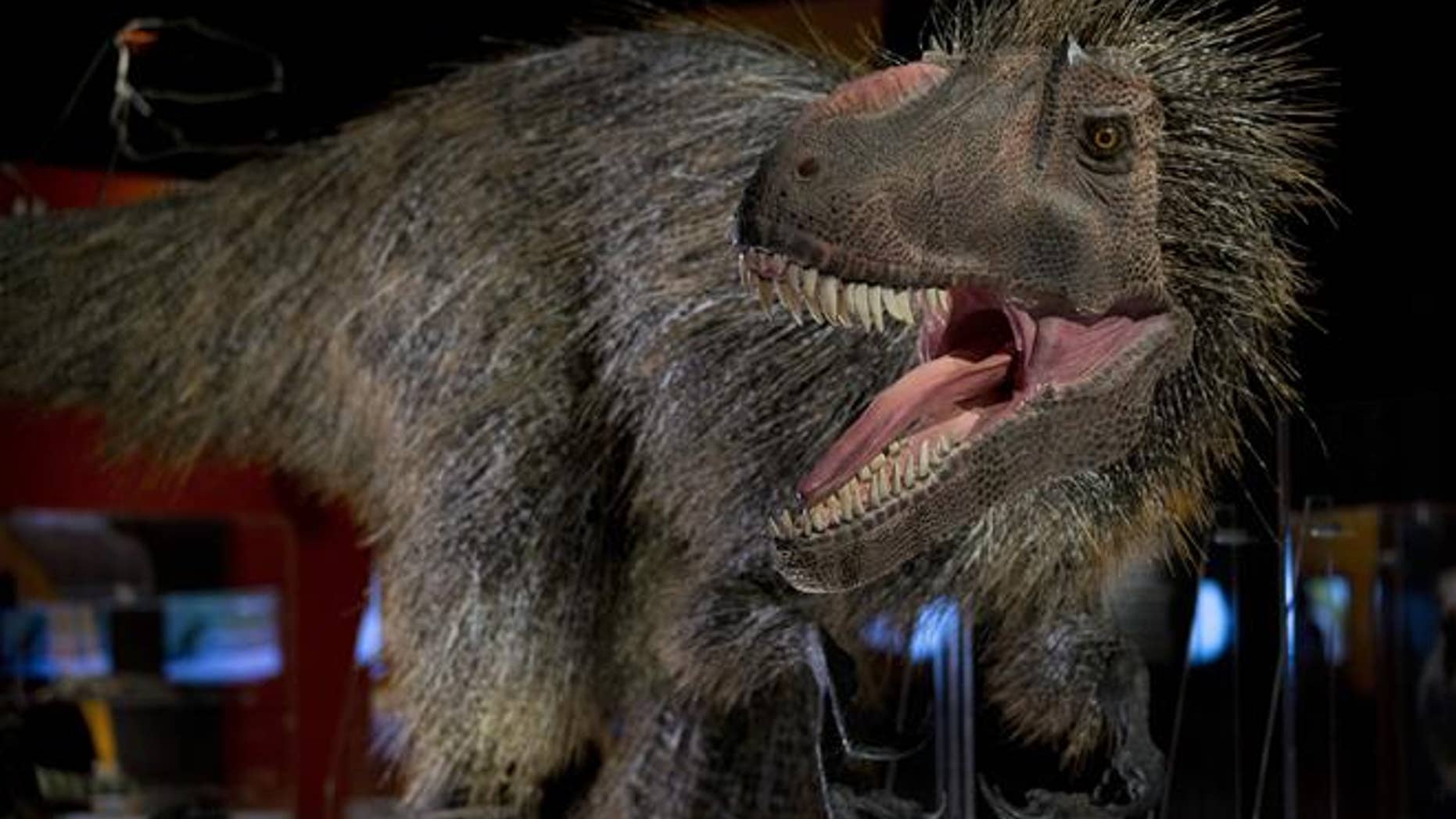 A model of a feathered dinosaur is seen at the American Museum of Natural History.