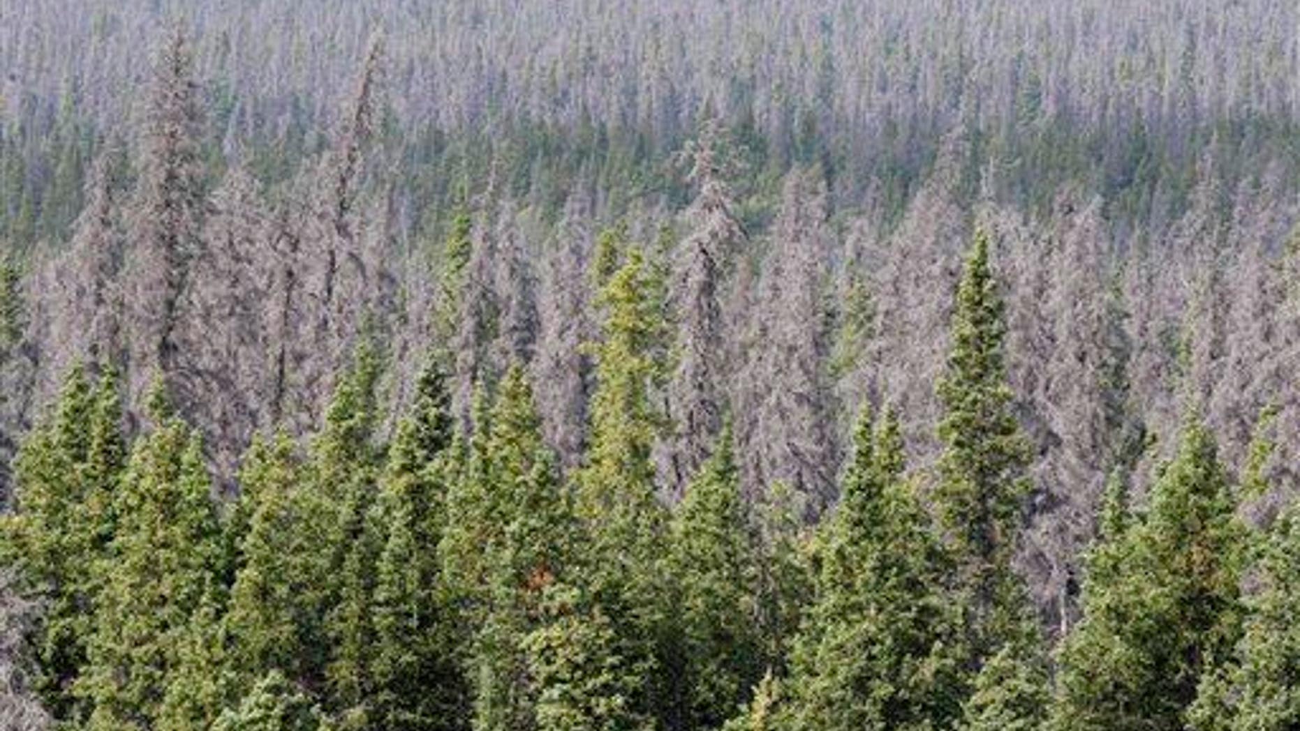 Gray, dead spruces are seen. Says Pearce, "All the trees would be dead, for lack of light."