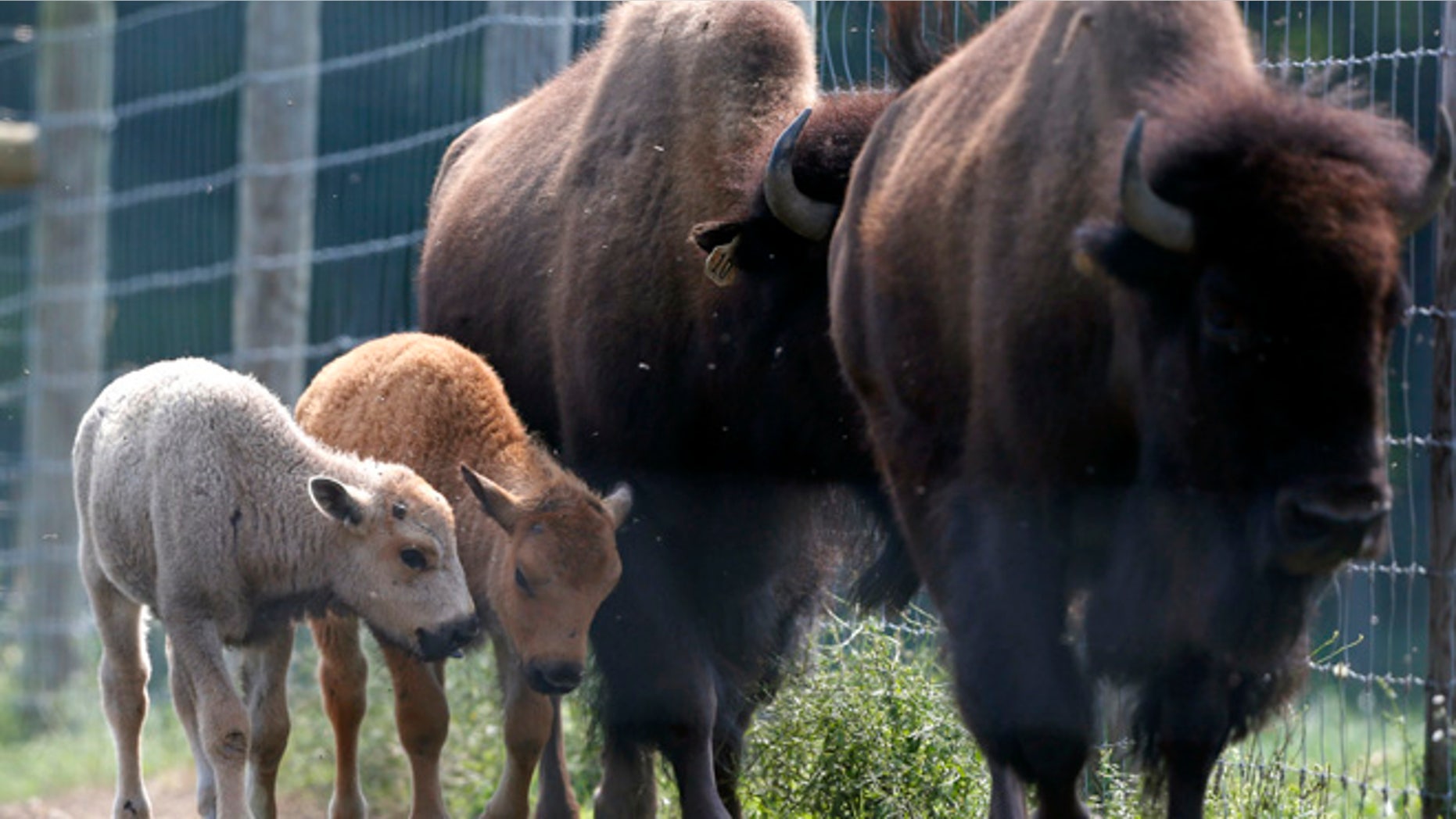 July 18, 2012: In this file photo, a white bison calf, left, walks in a field with its mother, right, and another calf at the Mohawk Bison farm in Goshen, Conn.