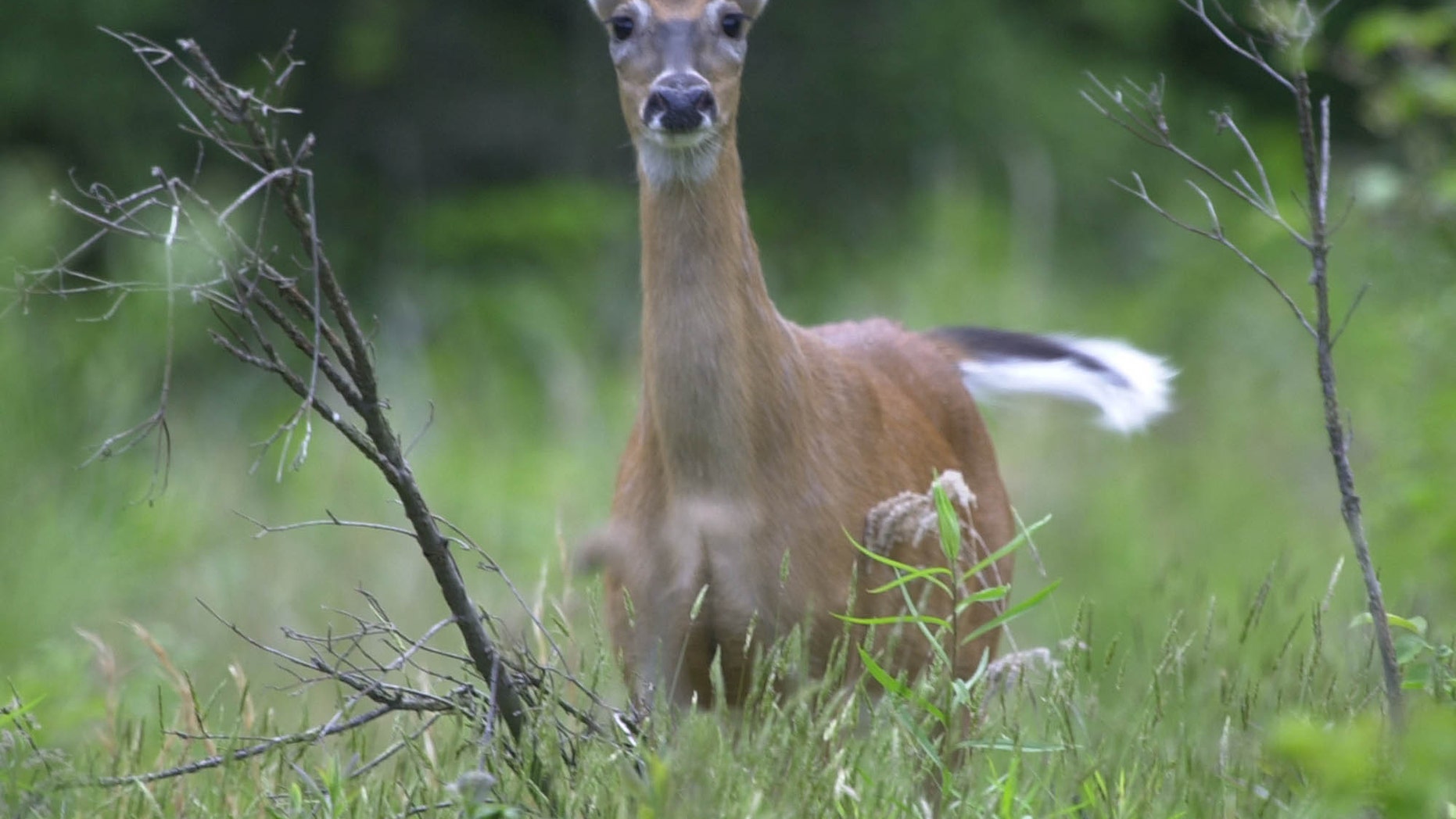 May 27, 2003: In a file photo, a White tailed deer flicks its tail as it stands alert while grazing in a field in Zelienople, Pa.
