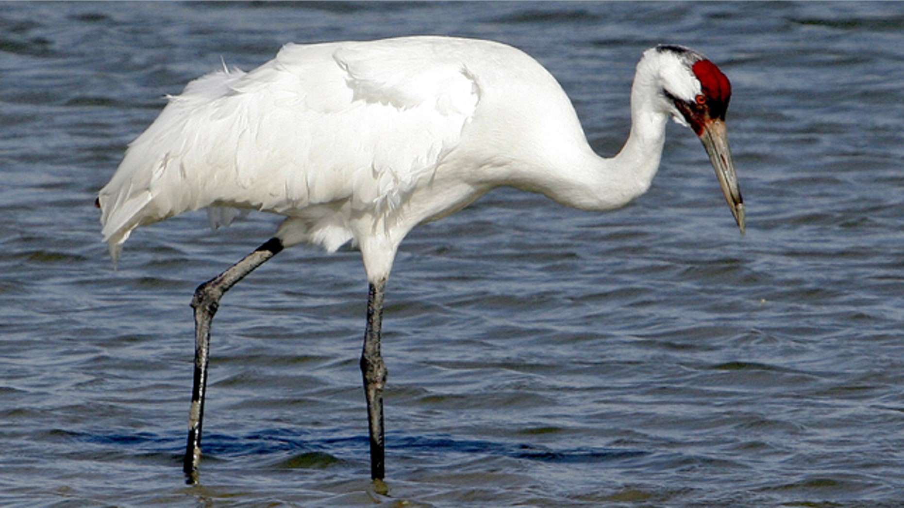 In this Jan. 15, 2006 file photo, a whooping crane searches for food at the Aransas National Wildlife Refuge near Rockport, Texas. (AP)