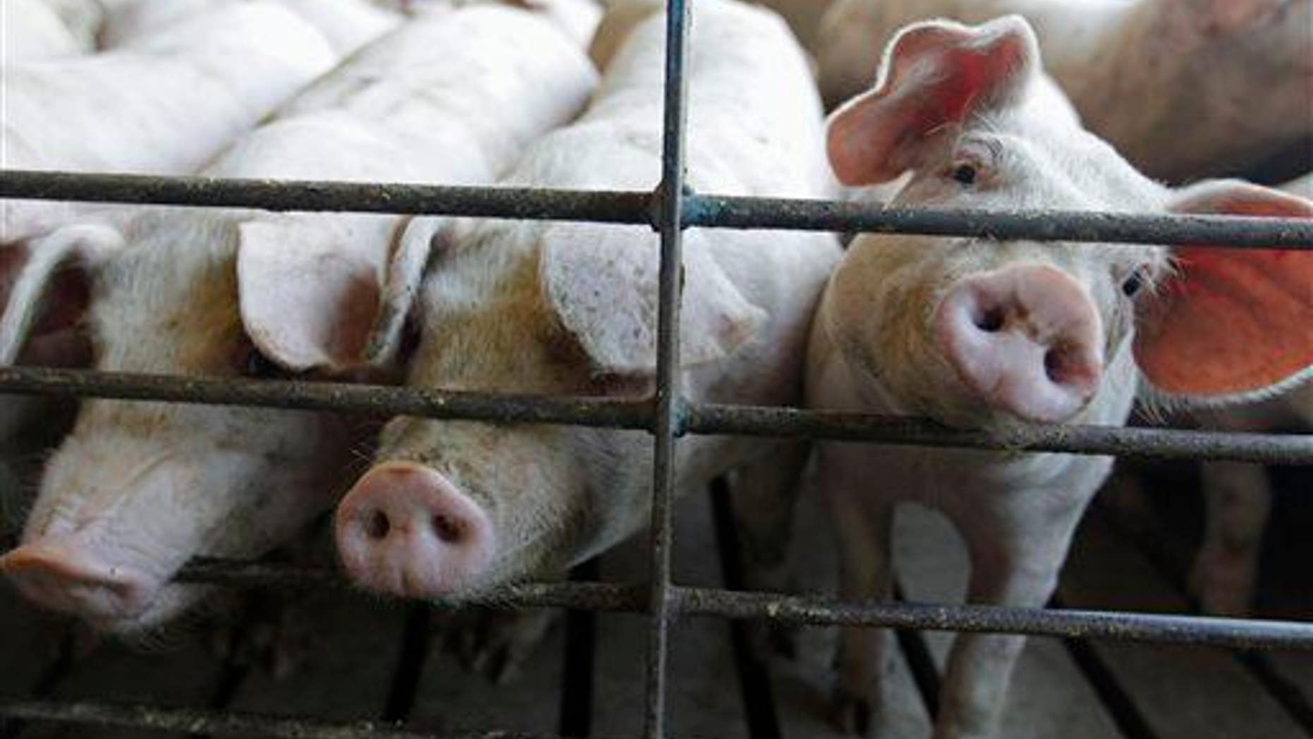 Hogs poke their snouts through a fence at a farm in Buckhart, Ill.