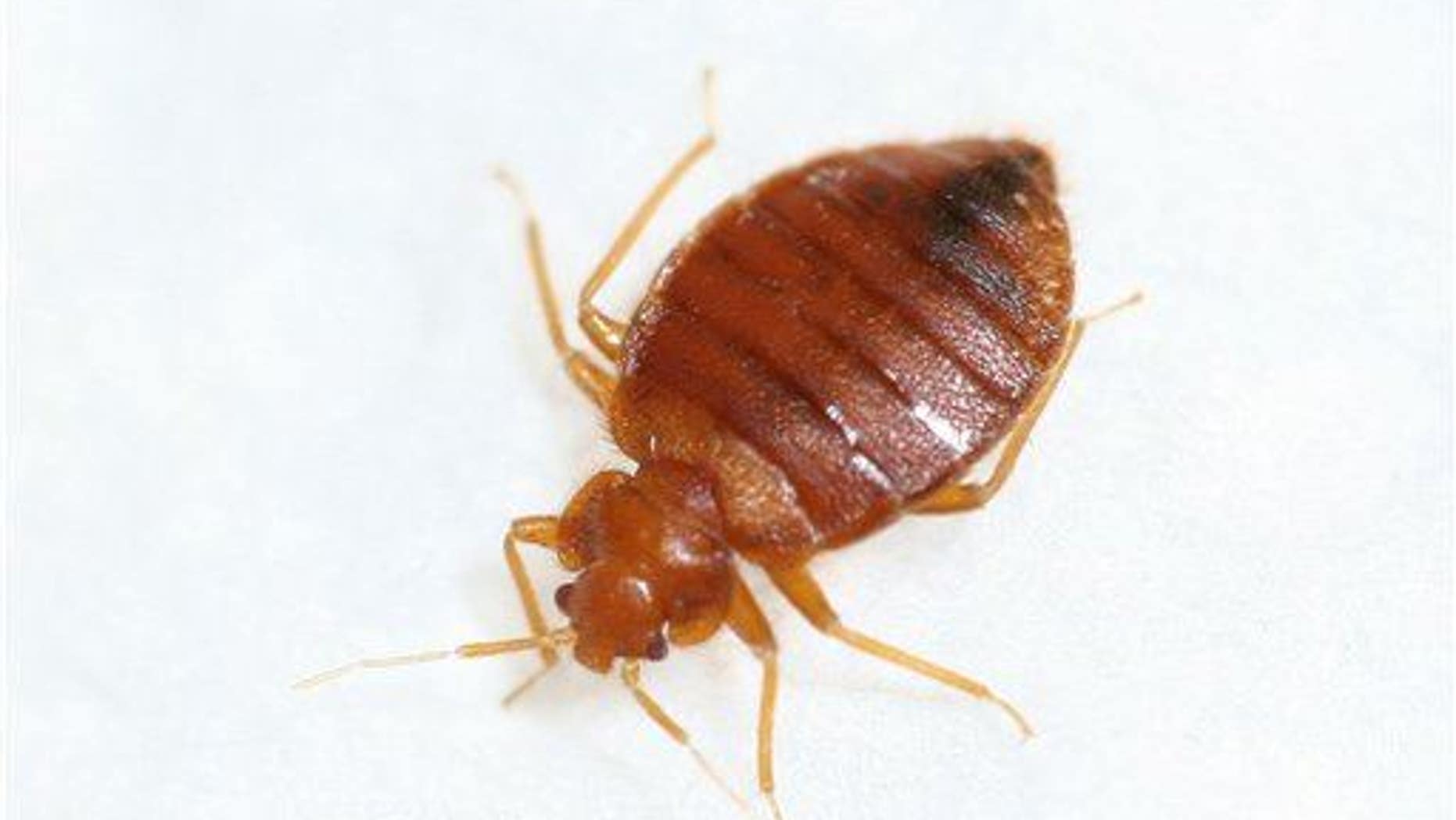 A researcher tolerated 180,000 bedbug bites while she worked on a trap.