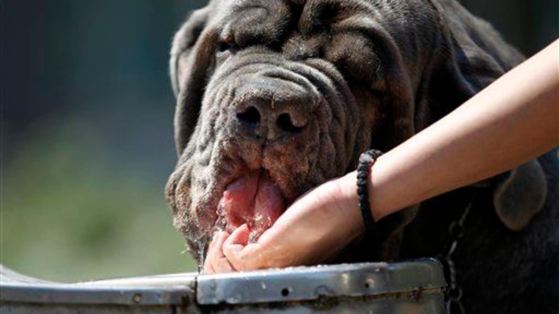 A dog drinks water from a fountain.