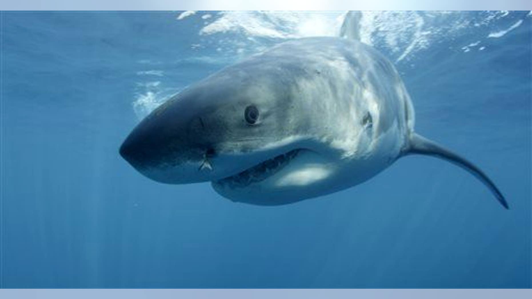 This undated publicity image released by Discovery Channel shows a great white shark near Guadalupe Island off the coast of Mexico.