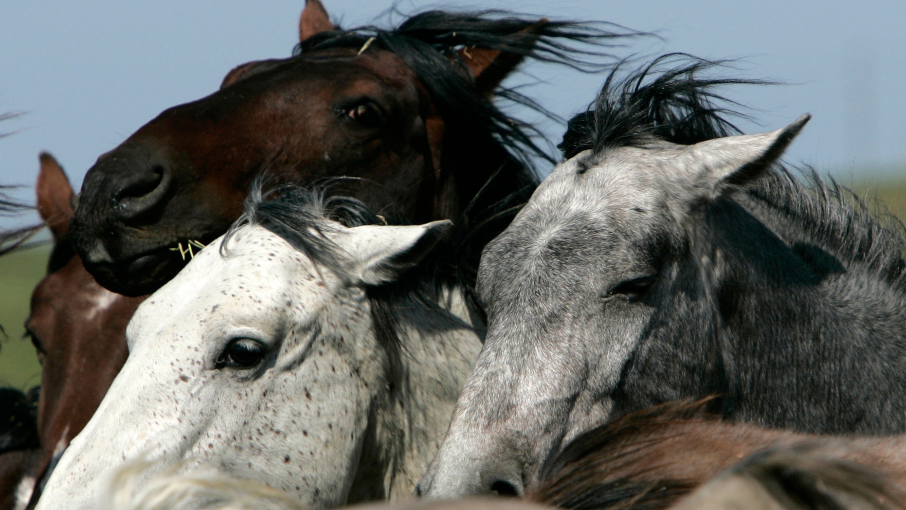 May 17, 2007: In this file photo, manes flow in the wind on some of the mustangs from Karen Sussman's White Sands herd on her wild horse conservation refuge in Lantry, S.D.