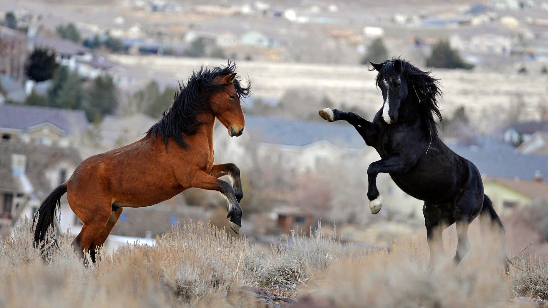Jan. 13, 2010: In this file photo, two young wild horses play while grazing in Reno, Nev.