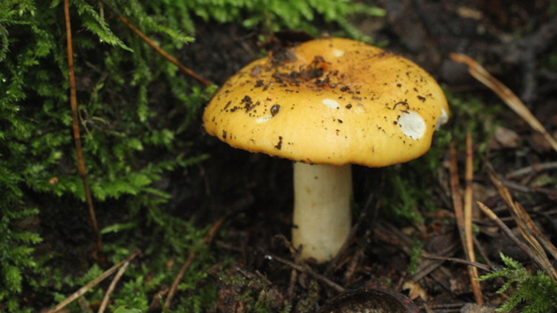 Poisonous mushrooms are often confused for a popular edible version.