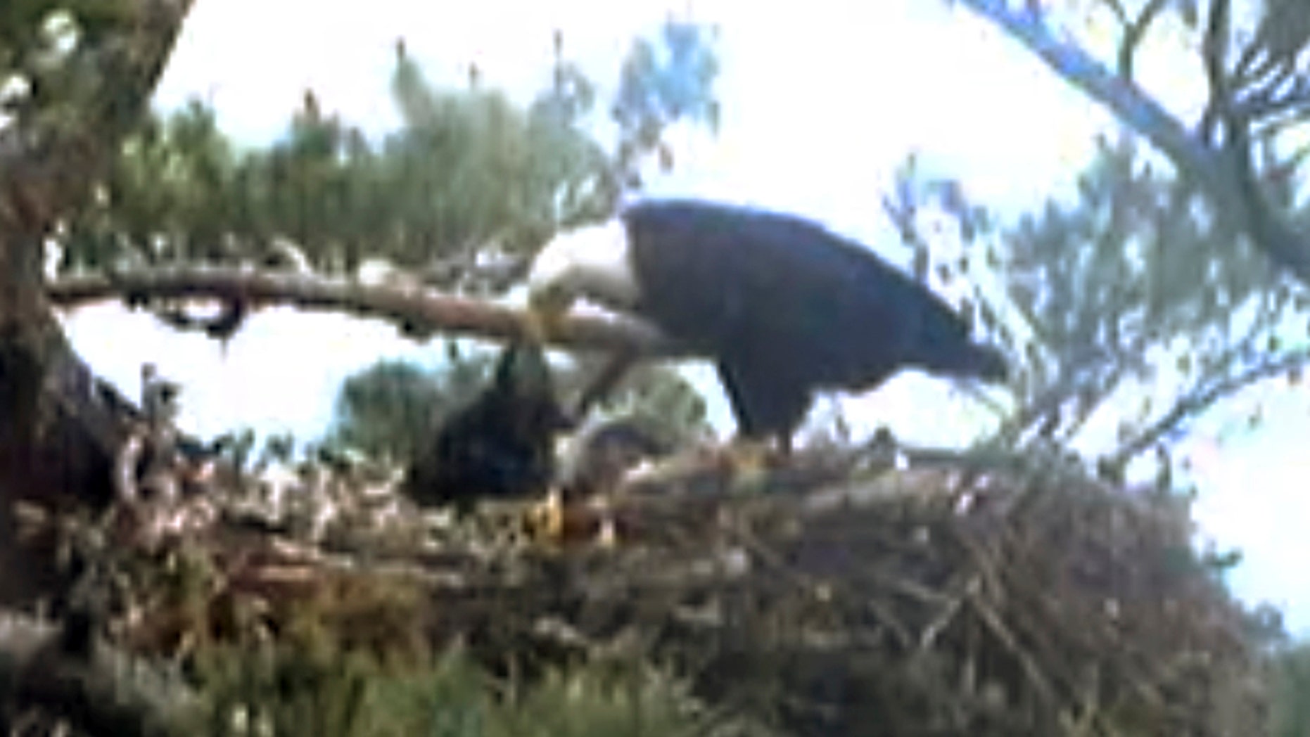 This still image from streaming online video provided by Biodiversity Research Institute shows an adult bald eagle, center, feeding a young eaglet Wednesday afternoon, June 25, 2014 in a nest at an undisclosed location along coastal Maine.
